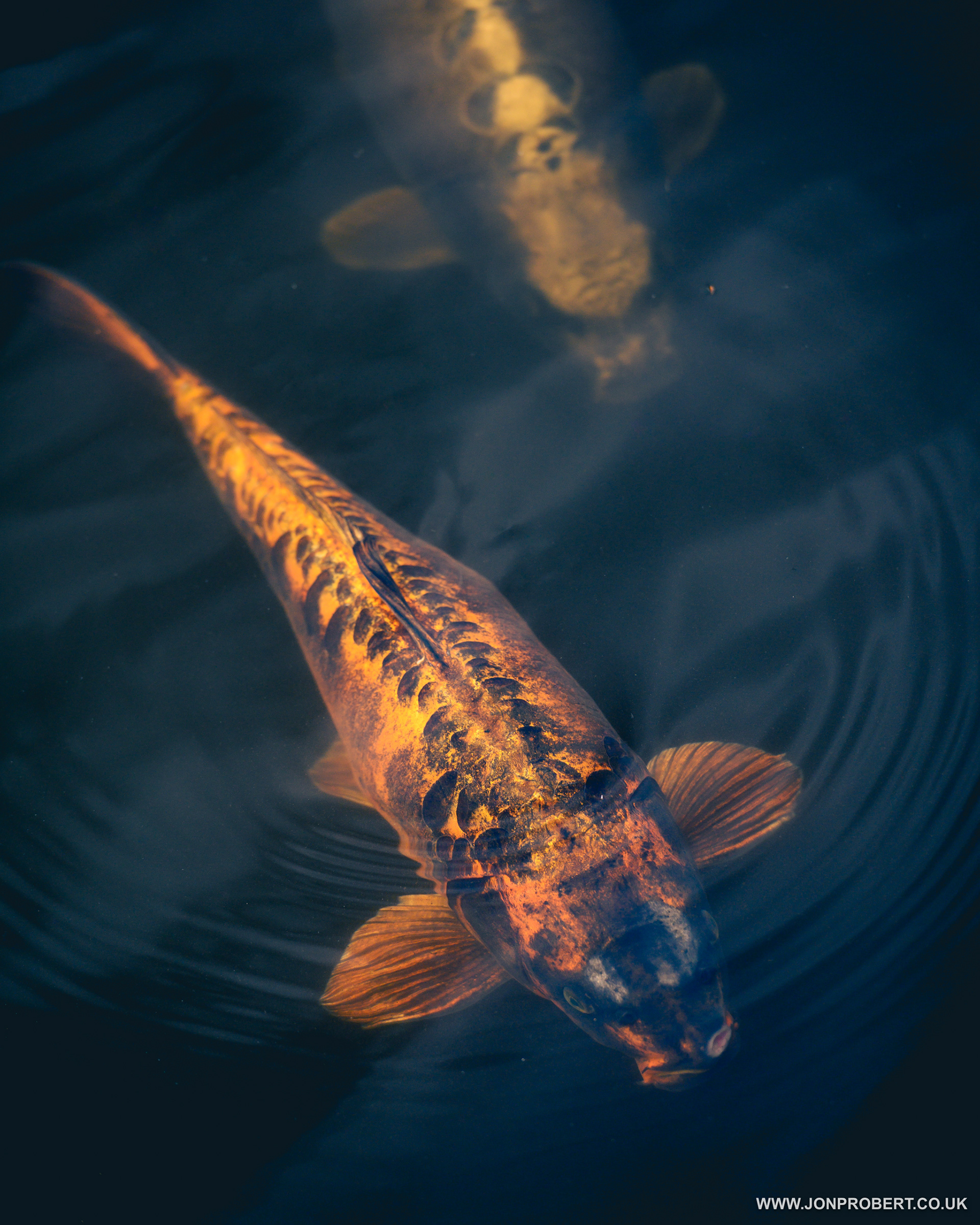 Fishy boi