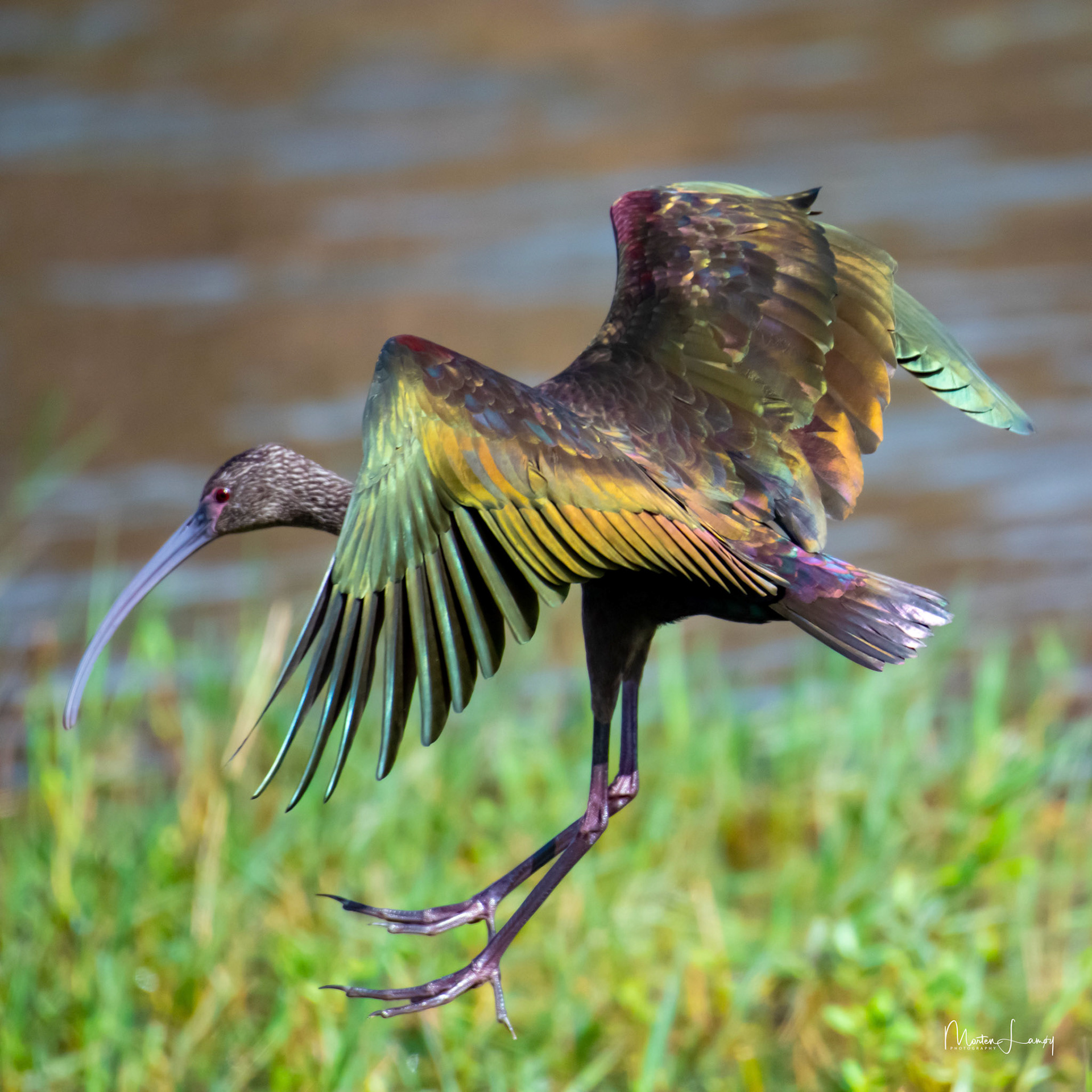 White-faced Ibis landing on the bank.
