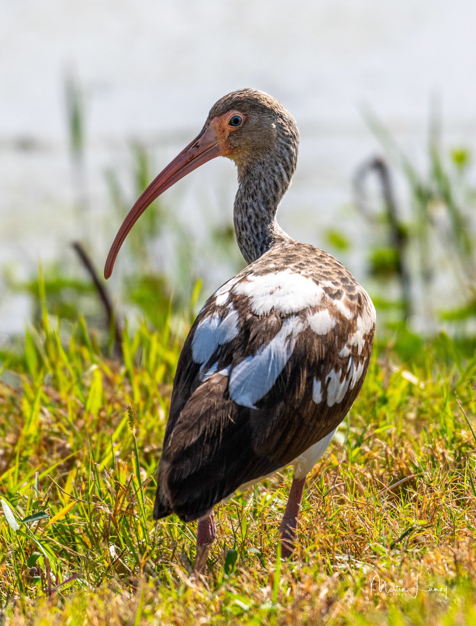 Juvenile White Ibis at Shovelers Pond.