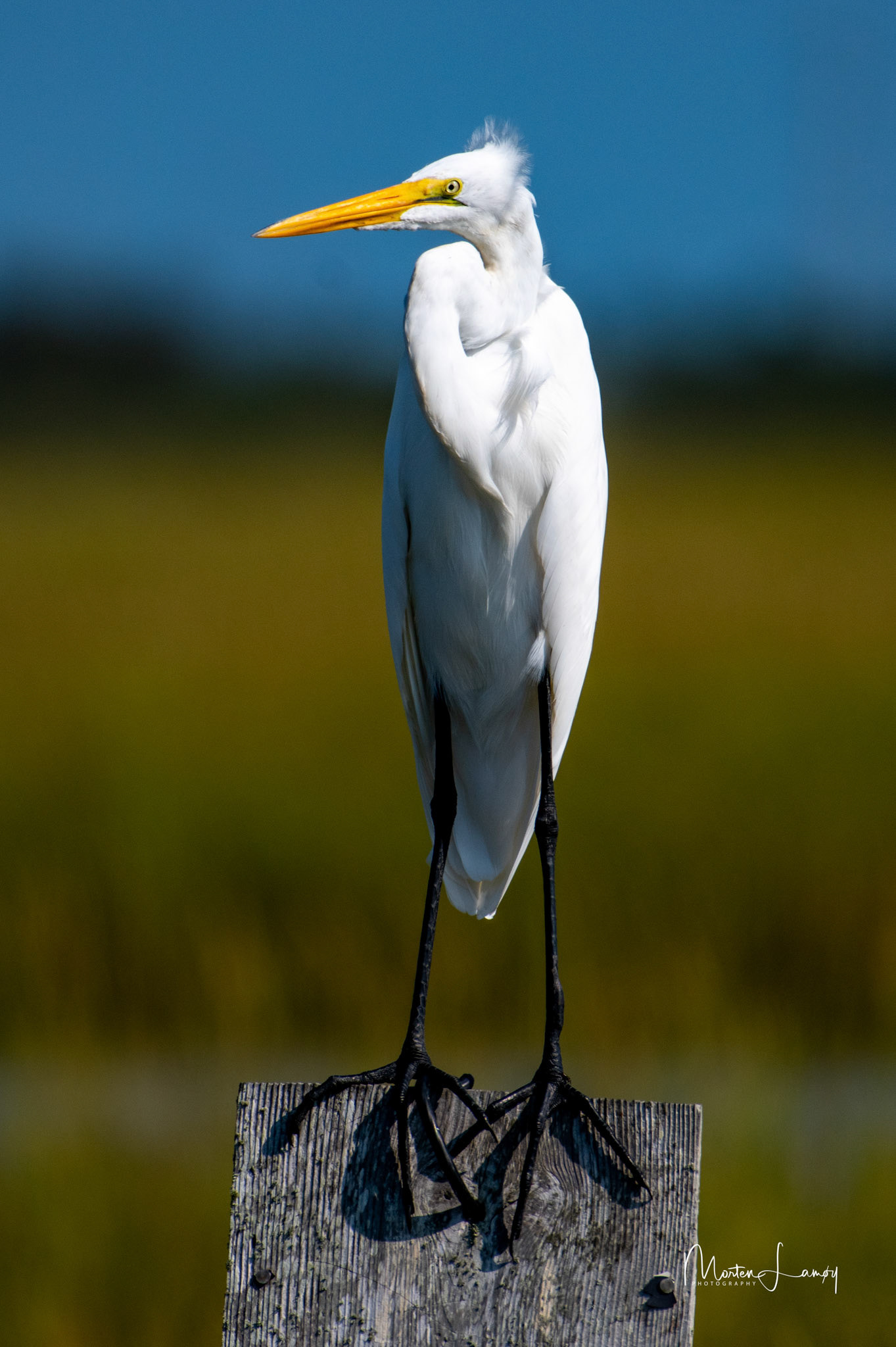 A rare view of the great egret's large feet.