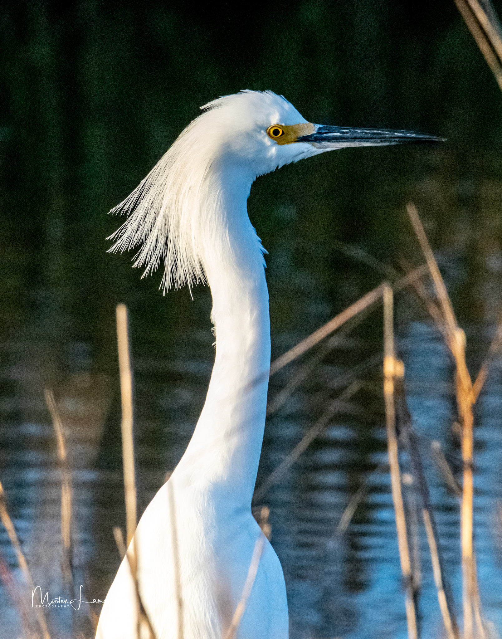 SNowy Egret hunting at sunset.