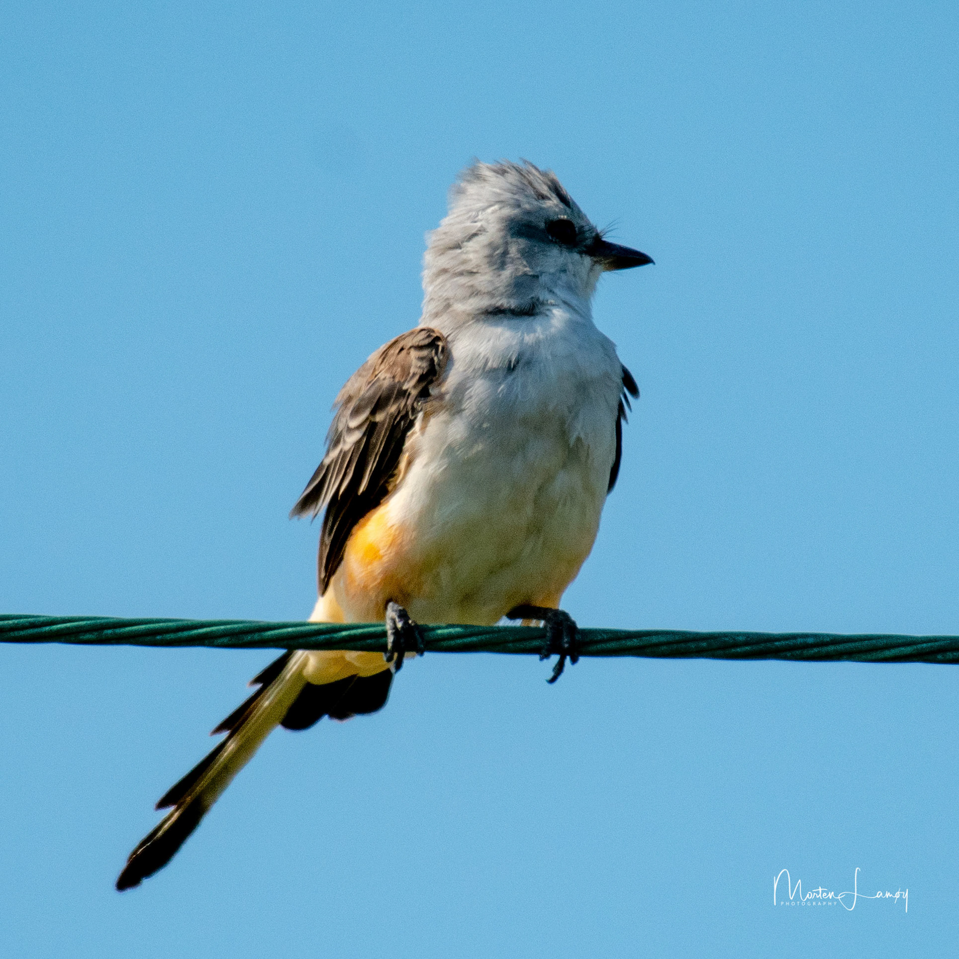 Scissor-tailed Flycatcher showing its colours and profile