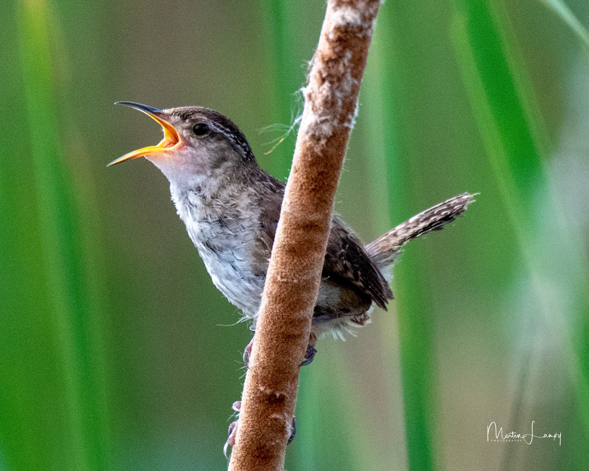 Marsh Wren giving it all in its signing.