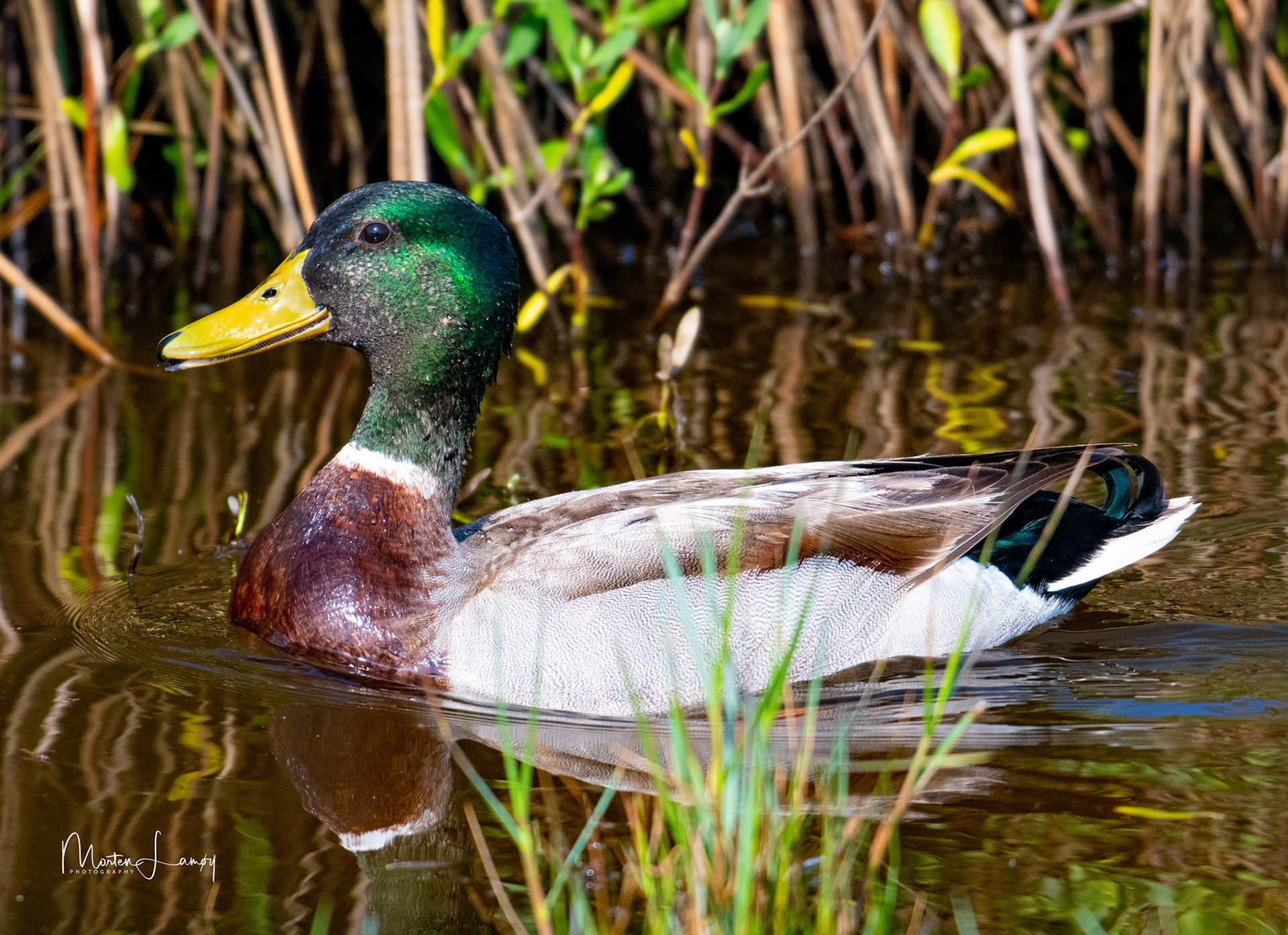 The colors of a mallard