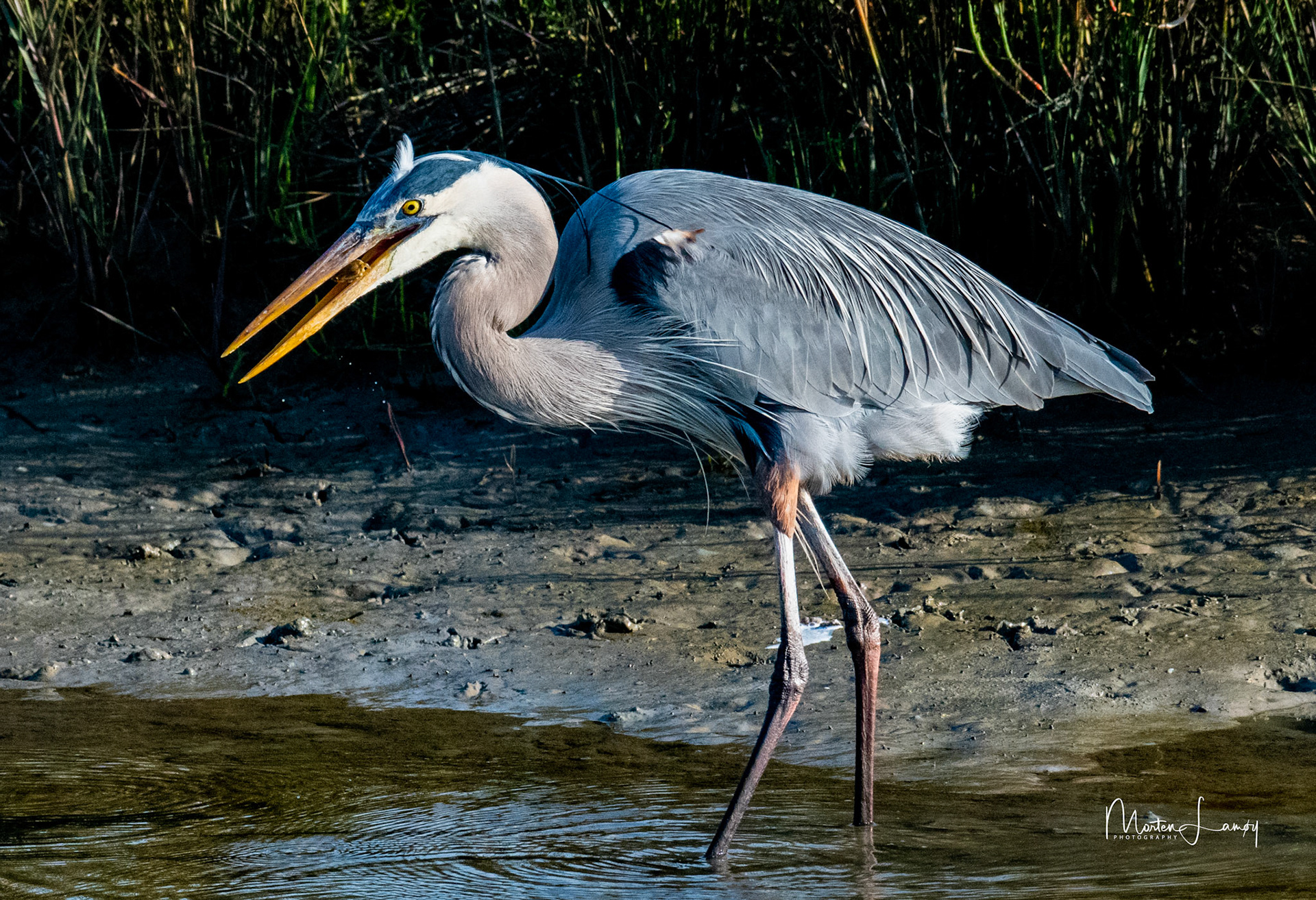 Great blue heron's crab dinner