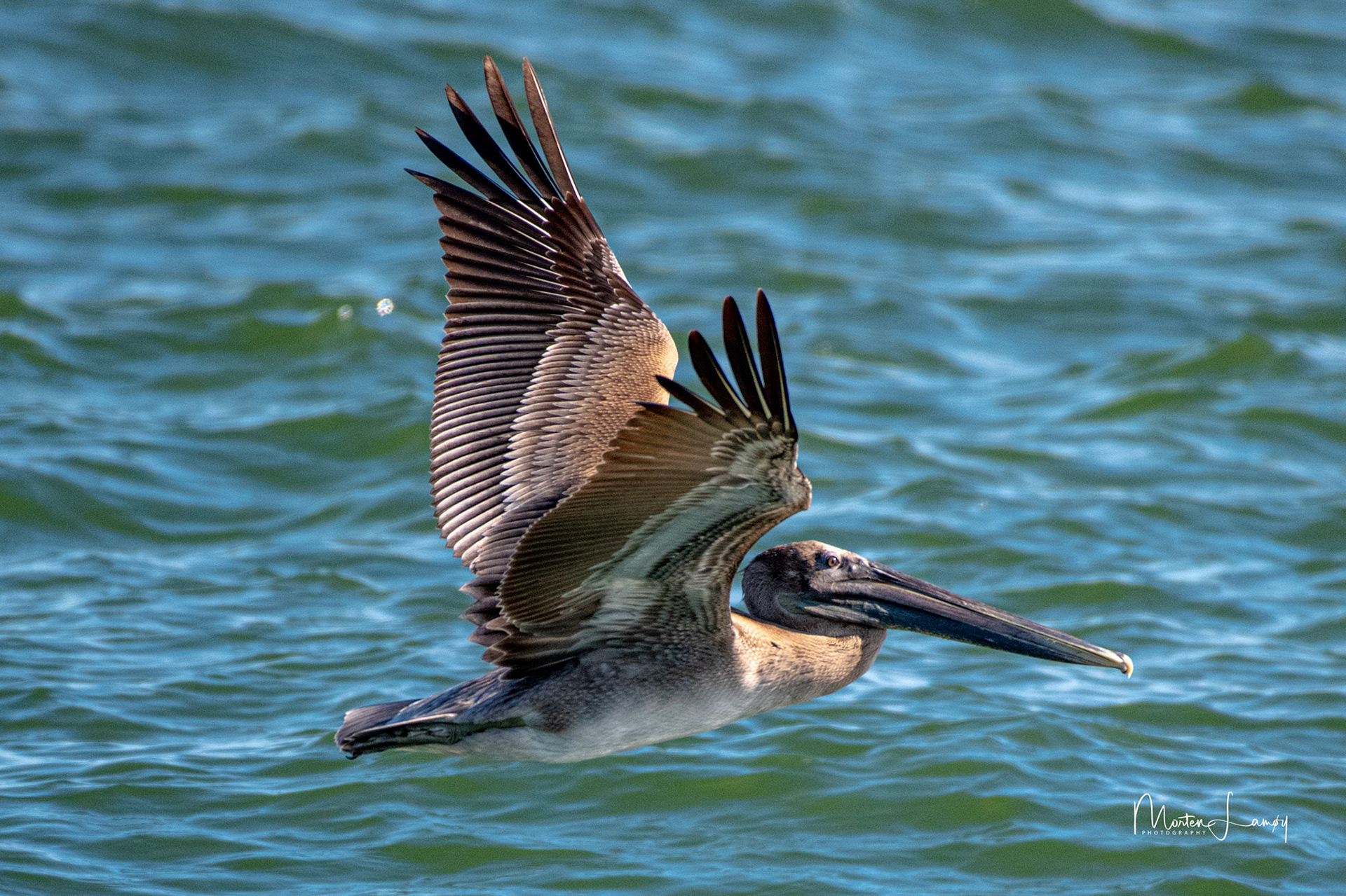 Greay Pelican over the Water