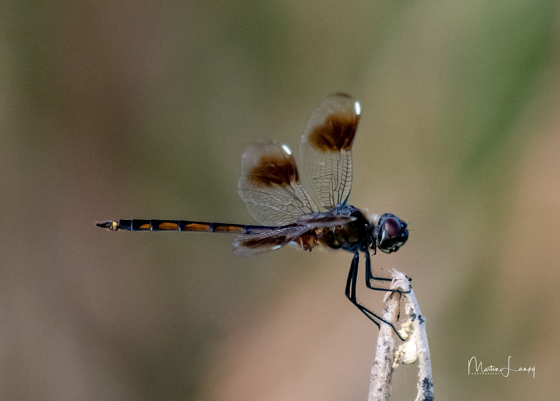 Dragonfly