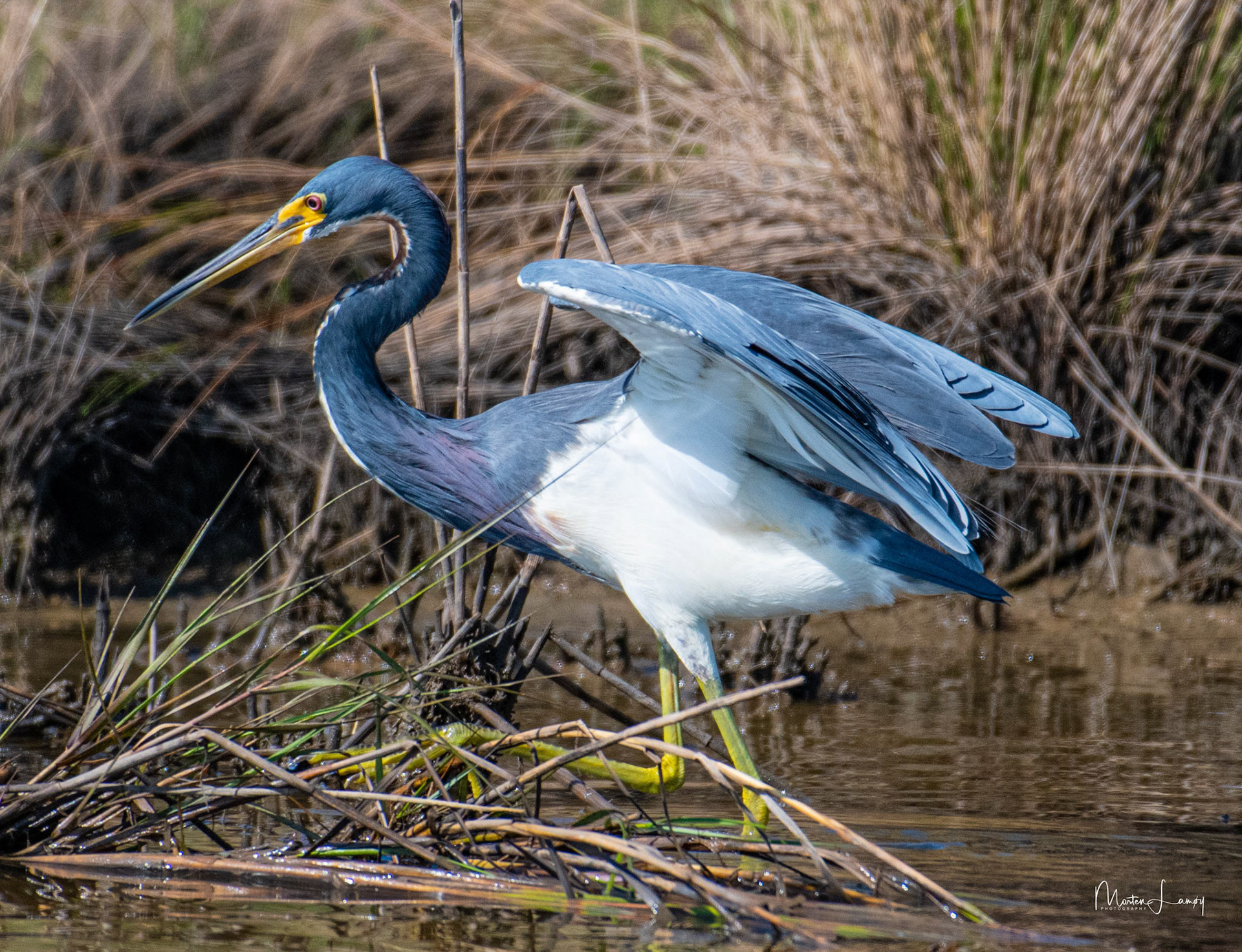 Tricolored Heron hunting for its meal.