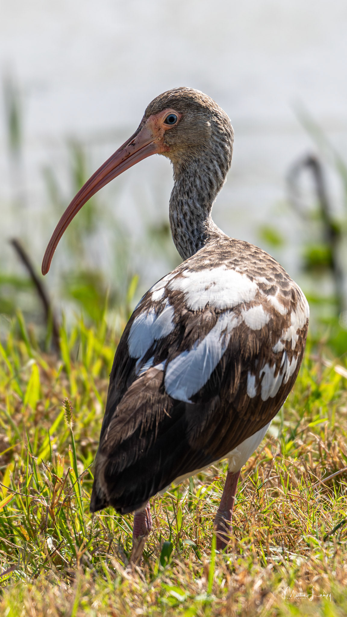 Juvenile White Ibis at Shovelers Pond.