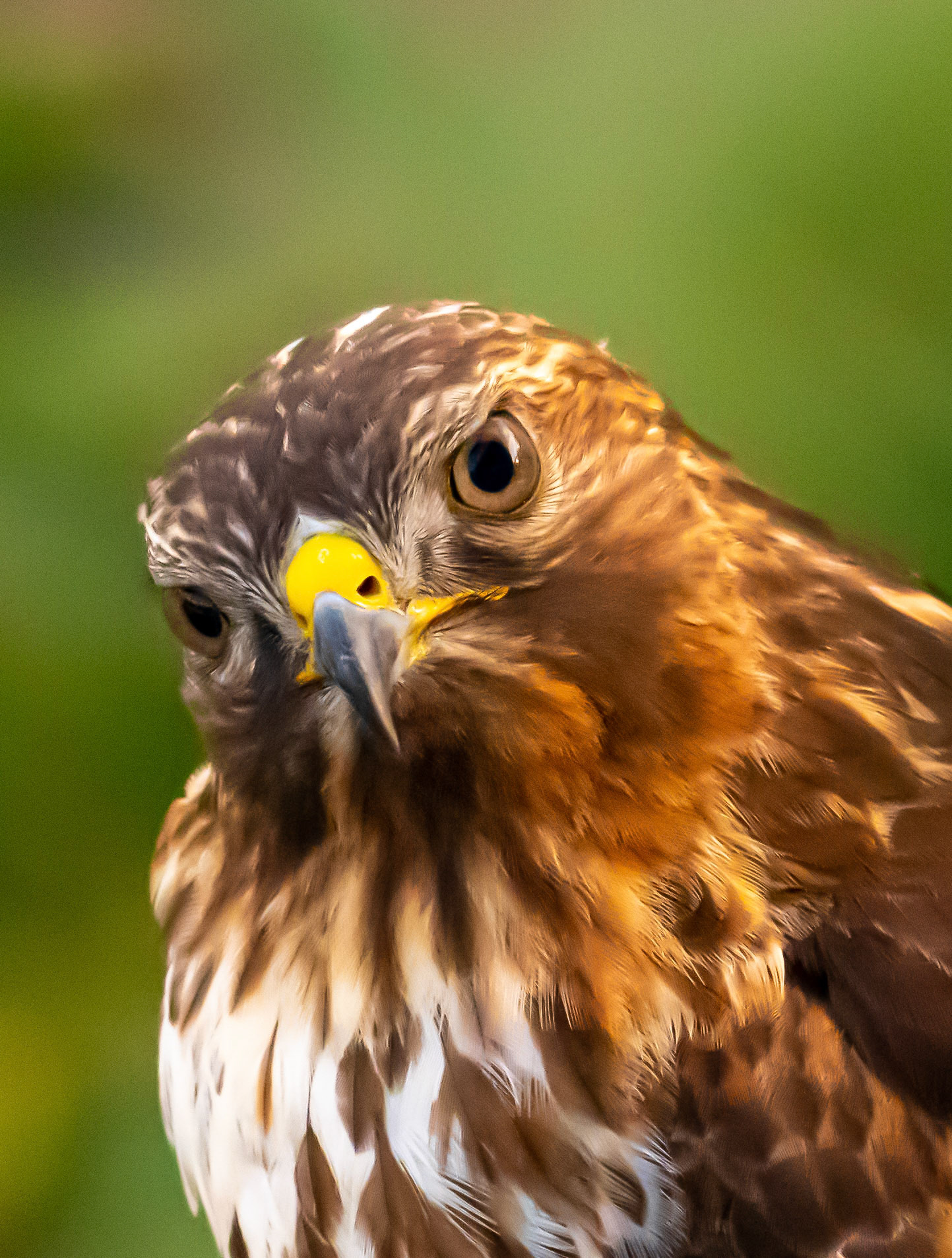 Red-shouldered Hawk visiting for chekc on the bird feeder.