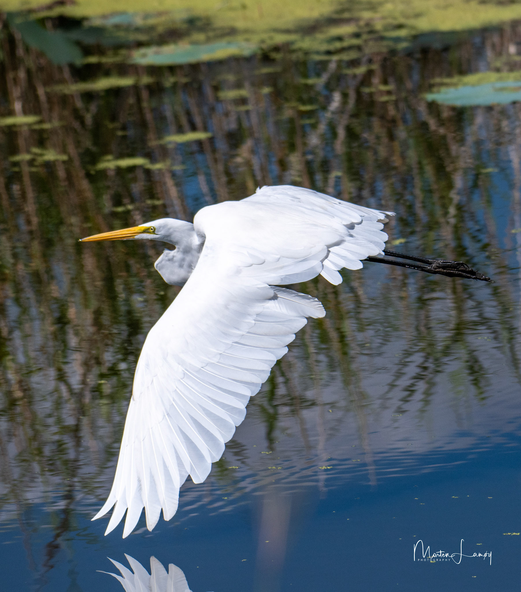 Great egret flying close to the water