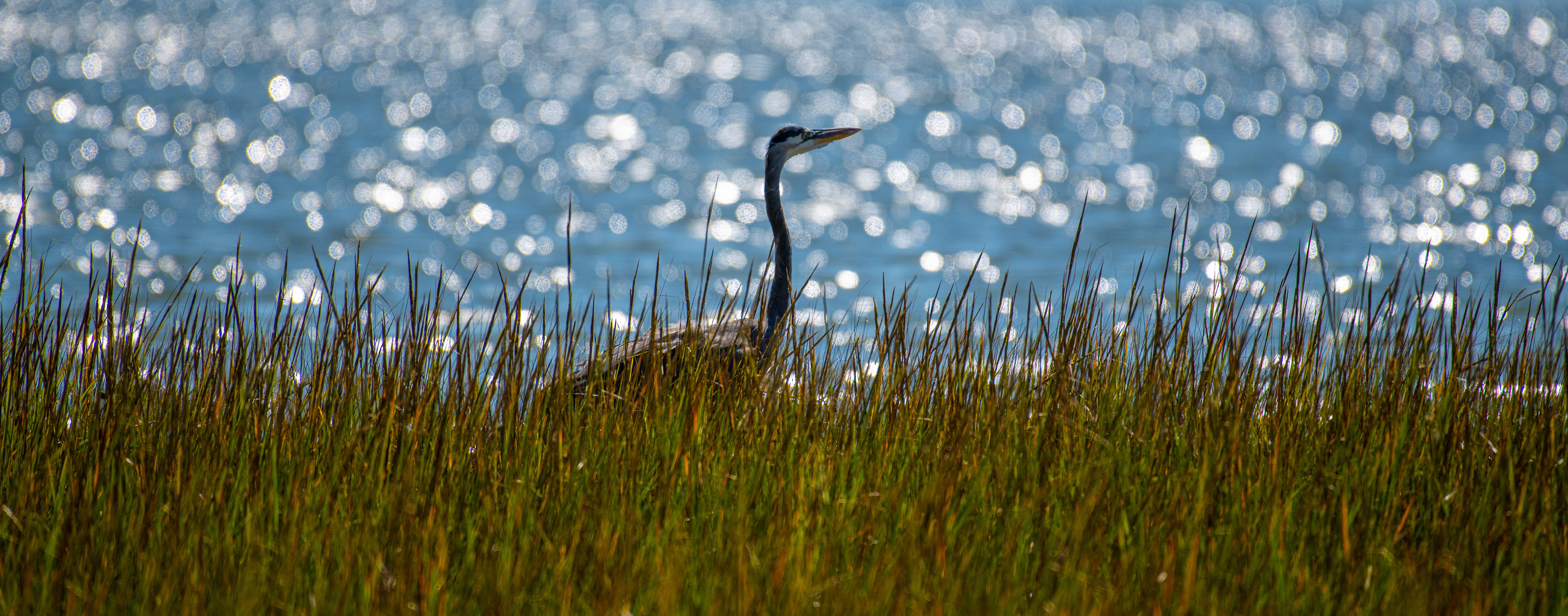 Great blue Heron in silouete between land and sea.