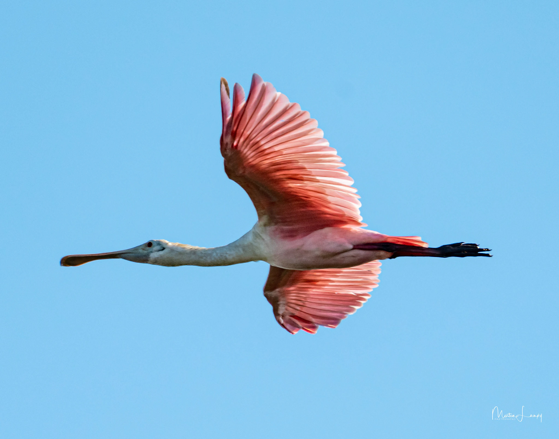 Roseata Spoonbill flying by.