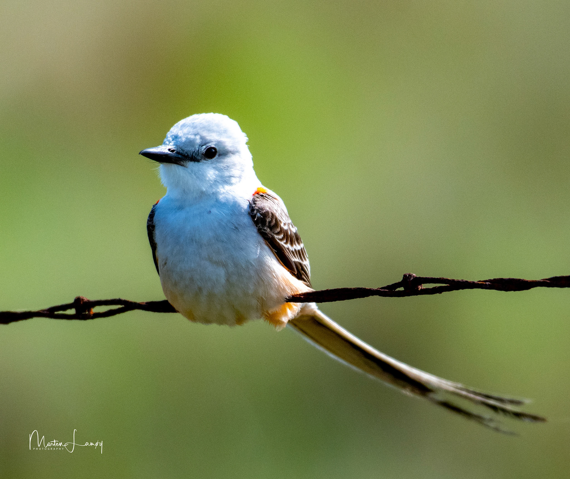 Scissor-tailed Flycatcher resting on a fence