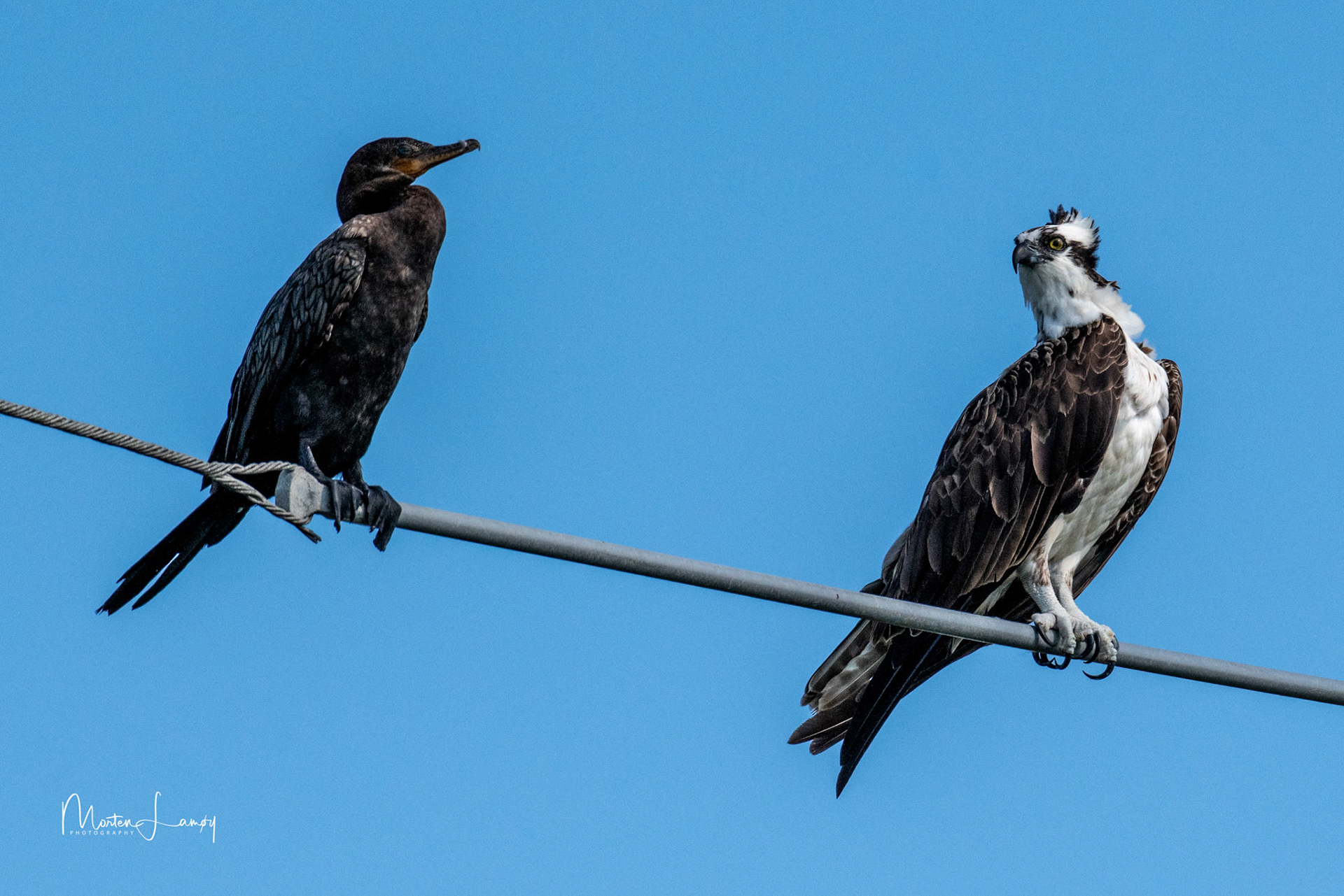 Osprey seemingley talking to the cormorant