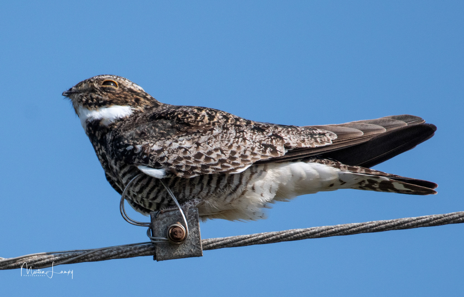 The nighthawk resting on a wire