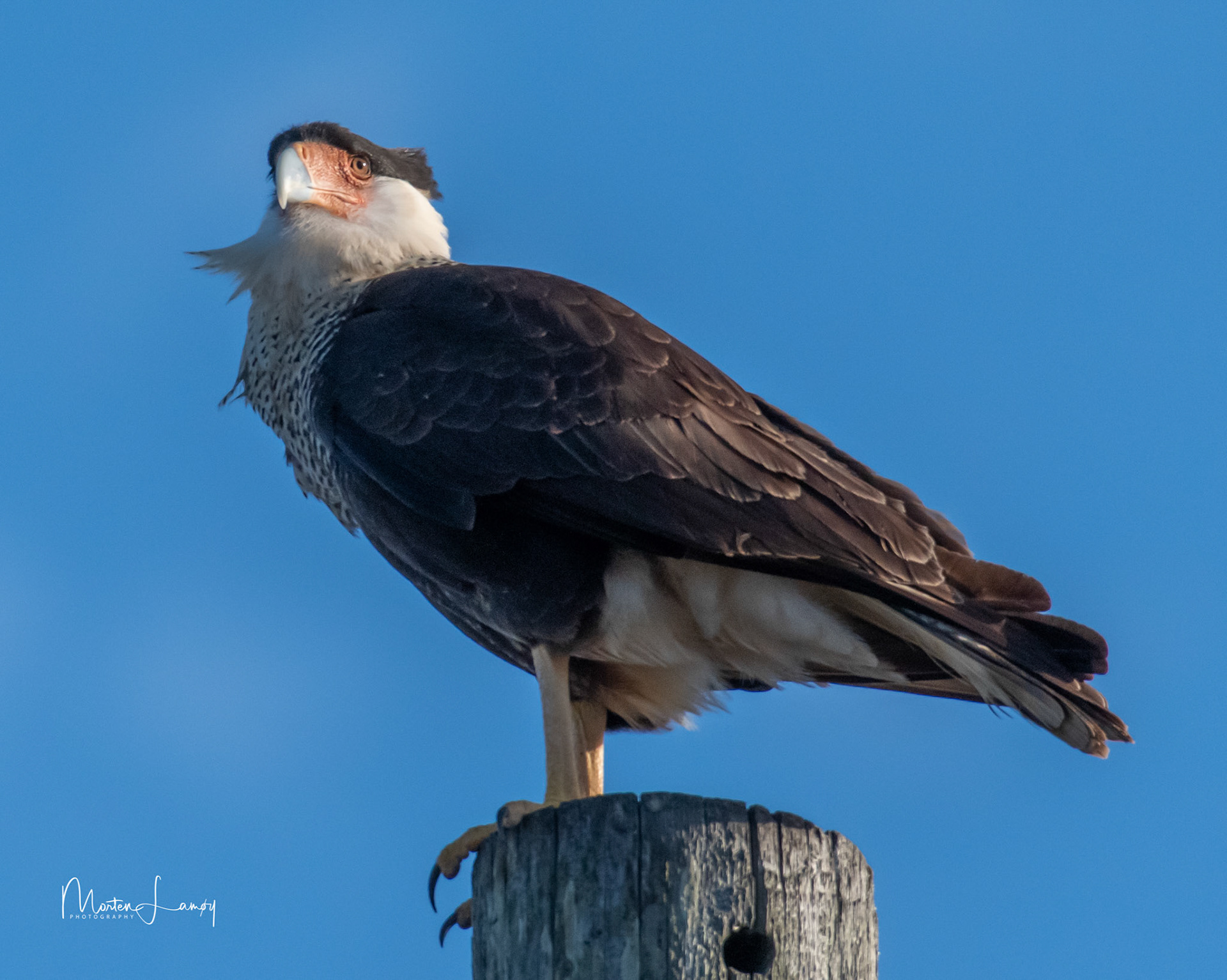 Crested Caracara in the sunset on 8 Mile Rd, Galveston
