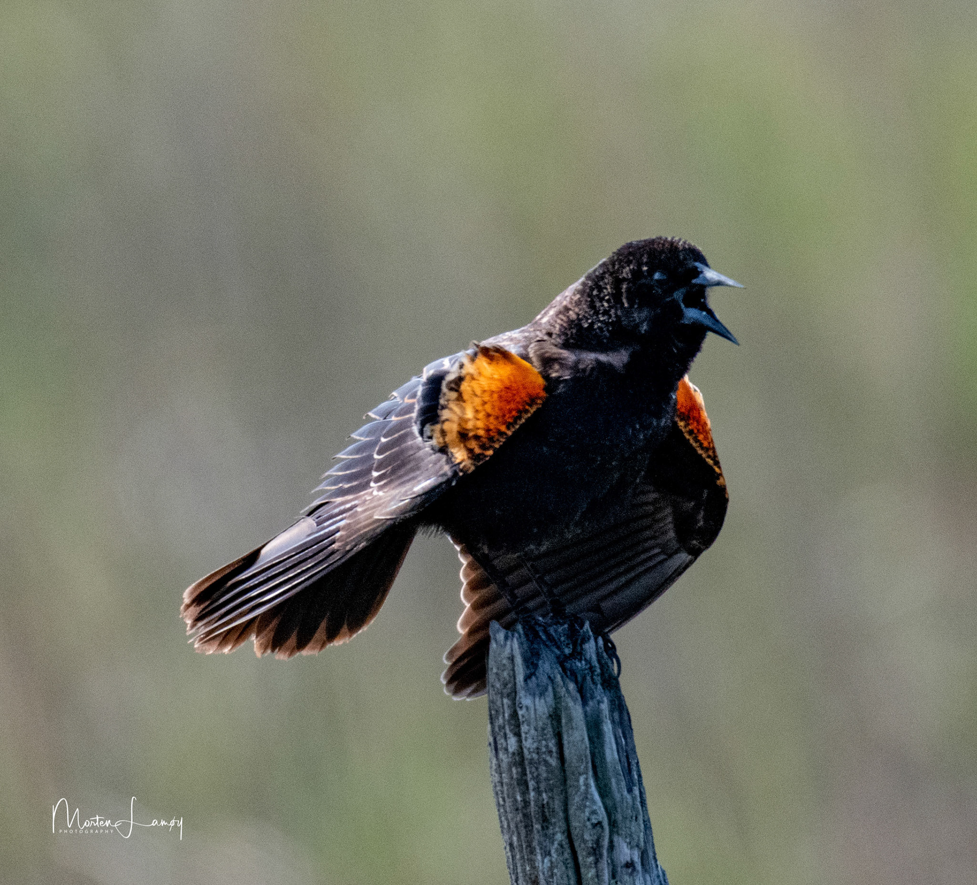 Red-winged Blackbird showing off for the locals