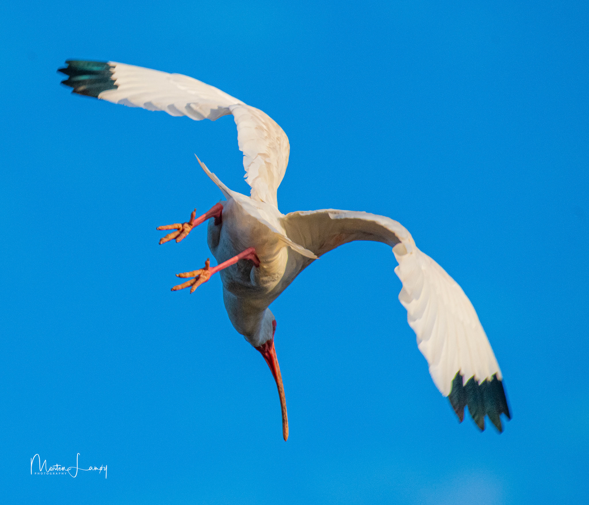 White ibis escaping the phographer at sunset