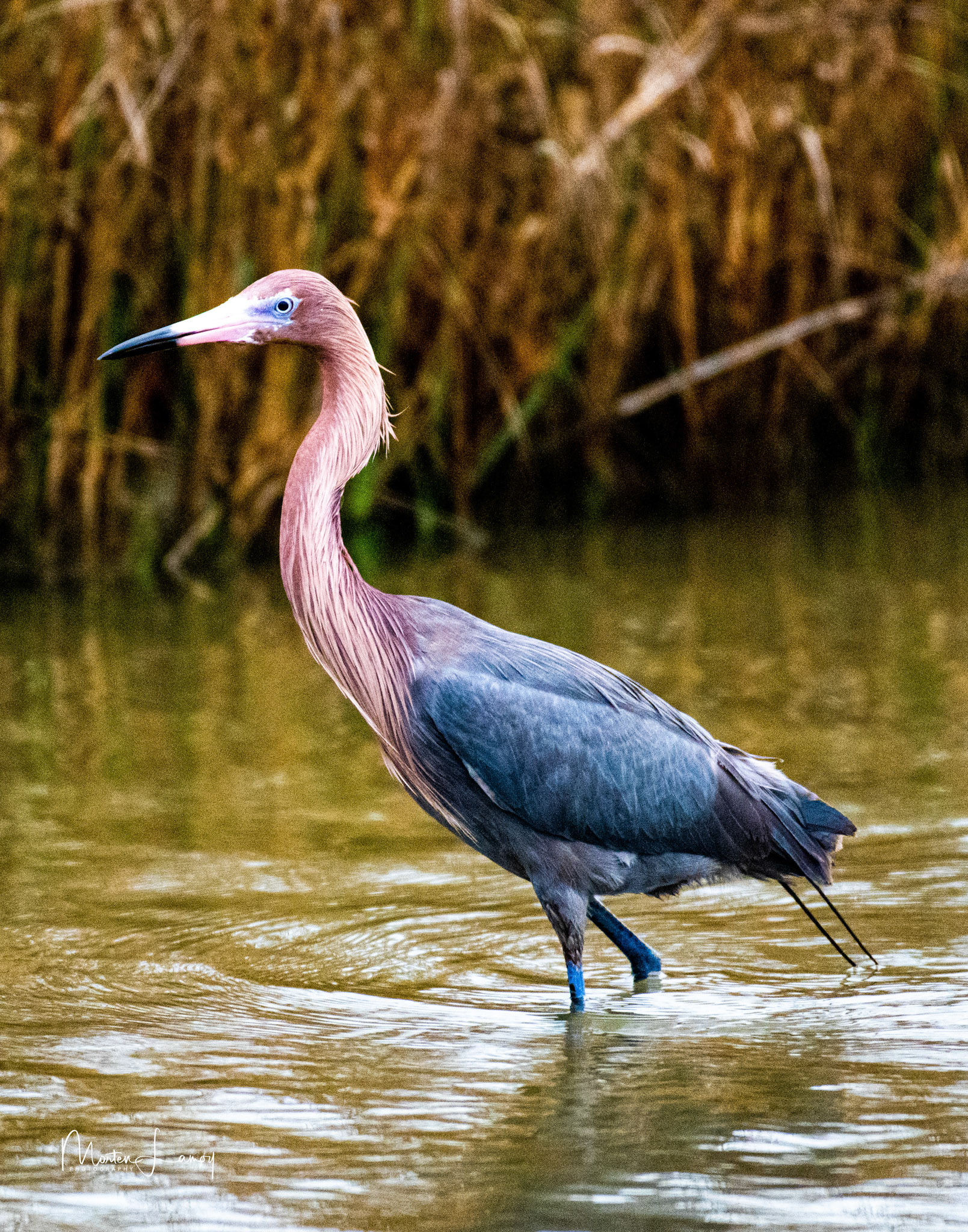 Redish Egret on the hunt.