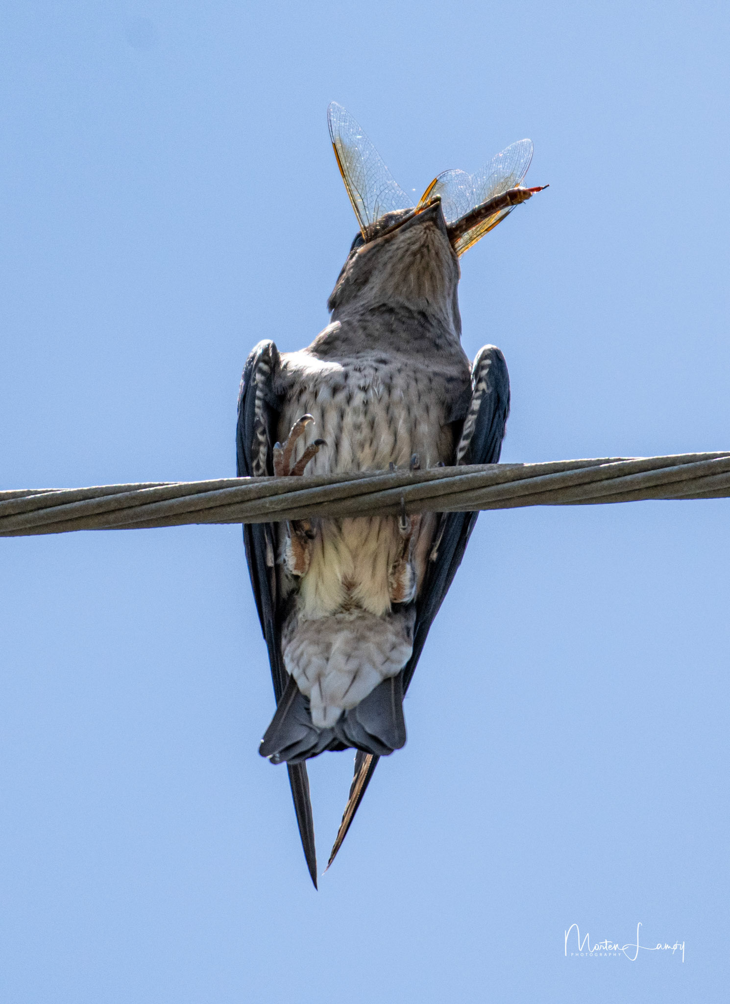 Adulescent purple martin eating a dragon fly
