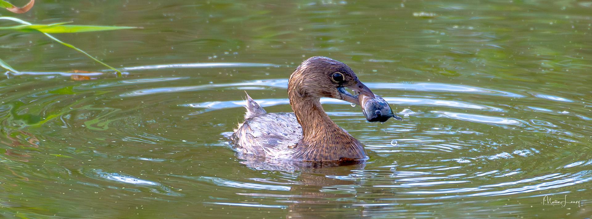 Pie-billed grebe surfacing with a good catch