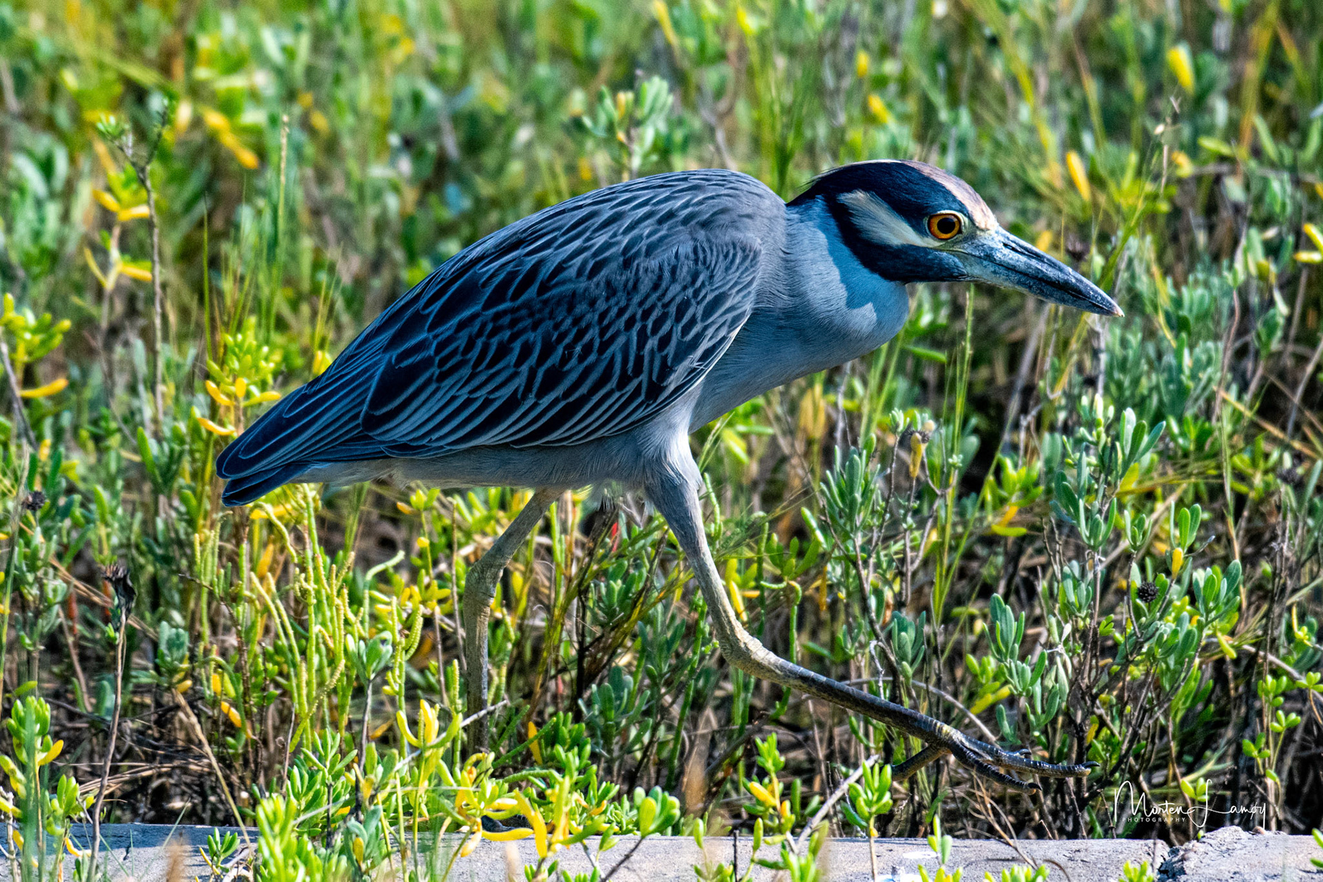 Night Heron taking a short walk