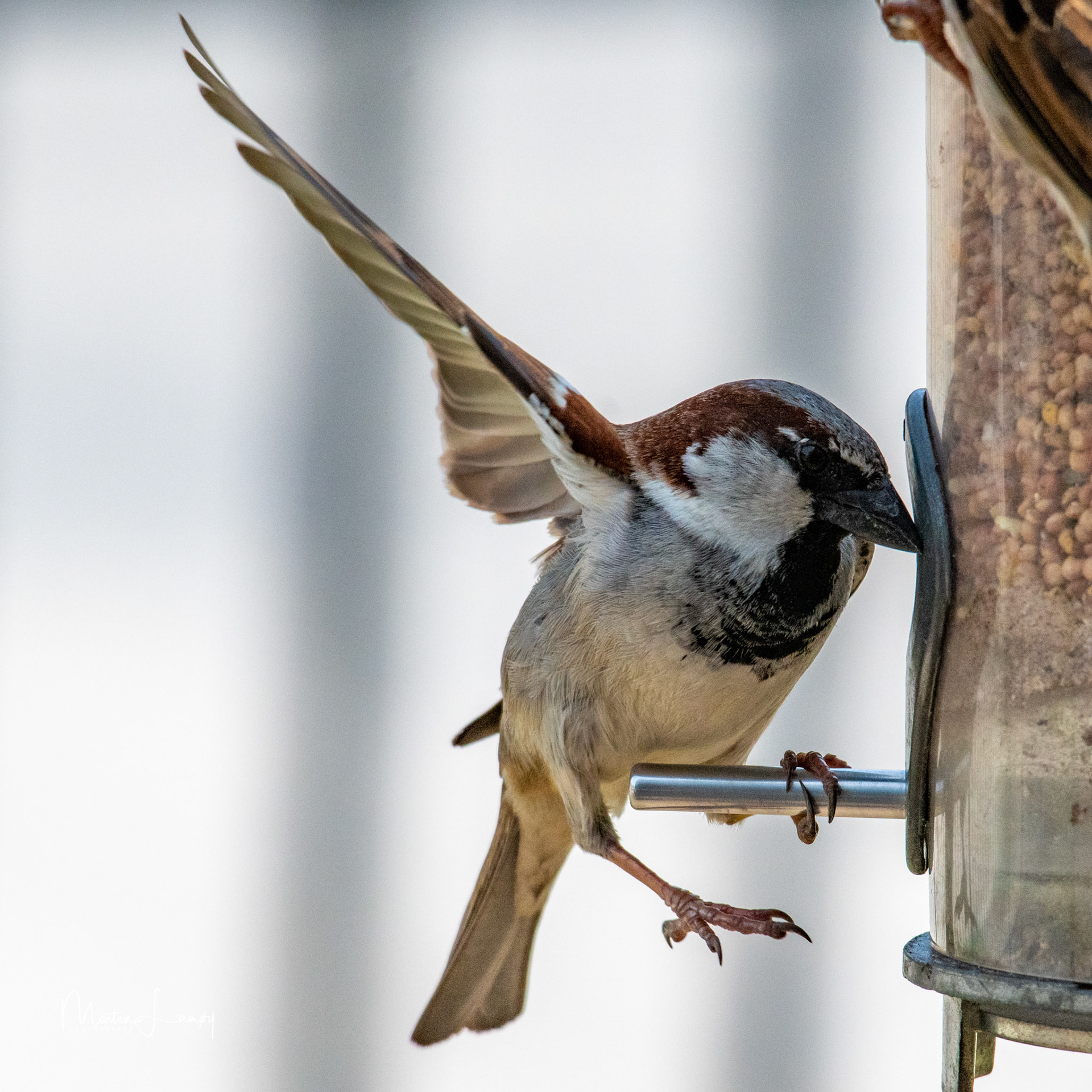 Sparrow ballancing at the bird feeder