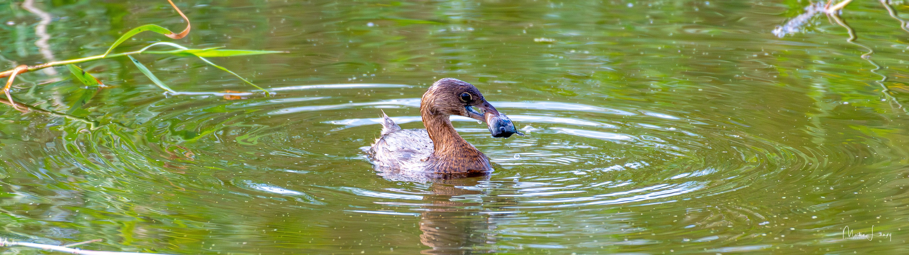Pie-billed grebe surfacing with a good catch