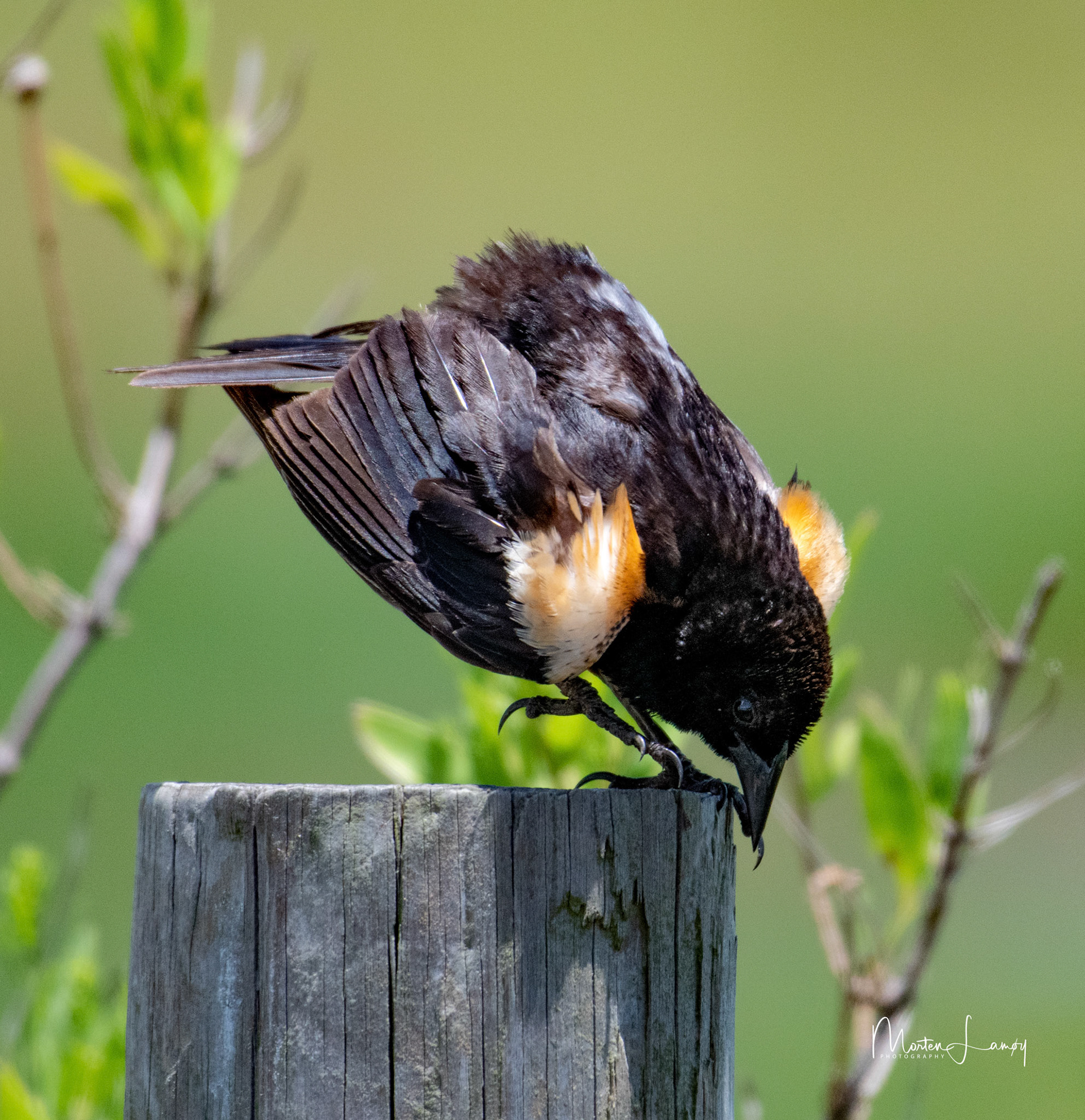 Red-winged Blackbird showing off for the locals