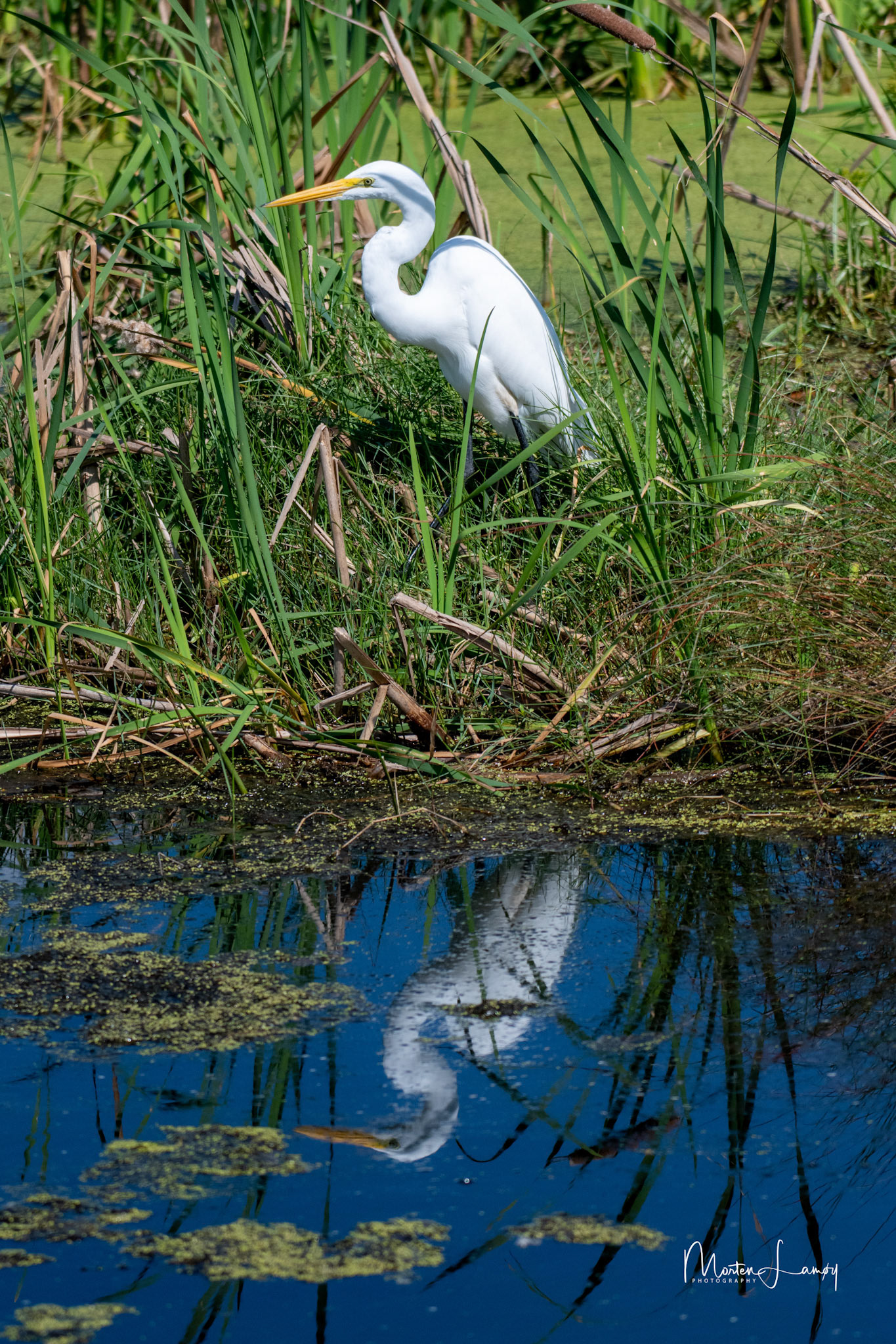 Great egret reflceting in the blue water