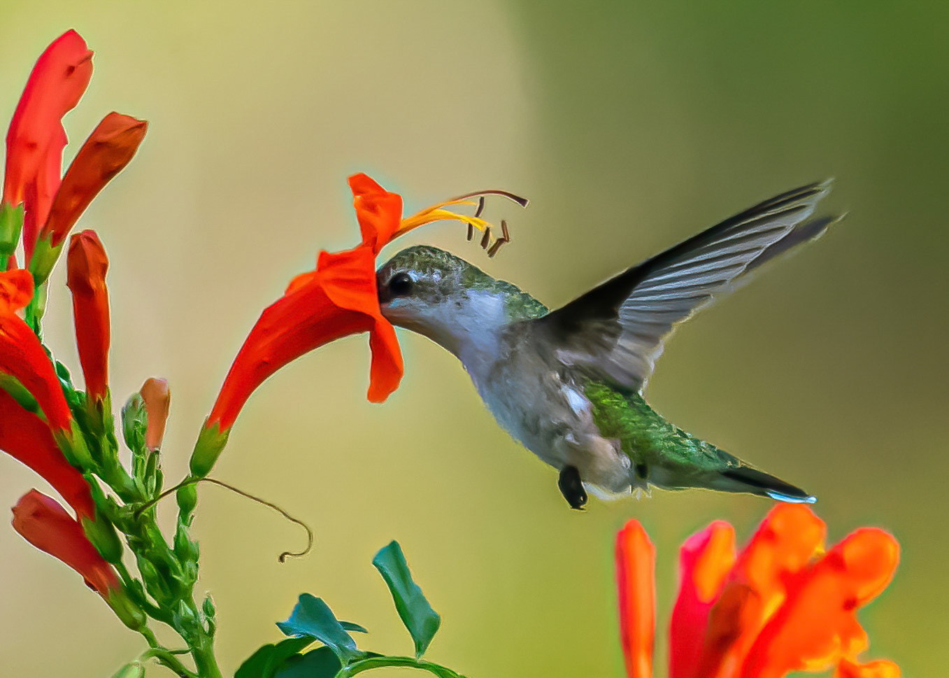 Humming Bird snacking on nectar