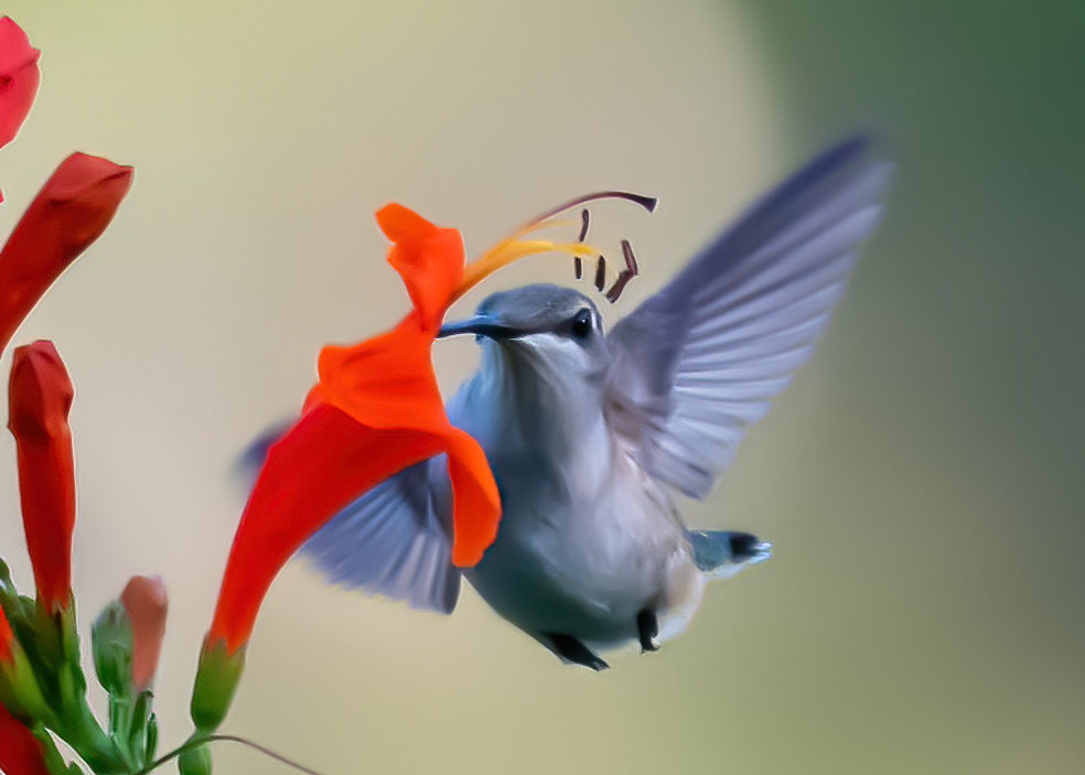 Humming Bird approaching its chosen flower
