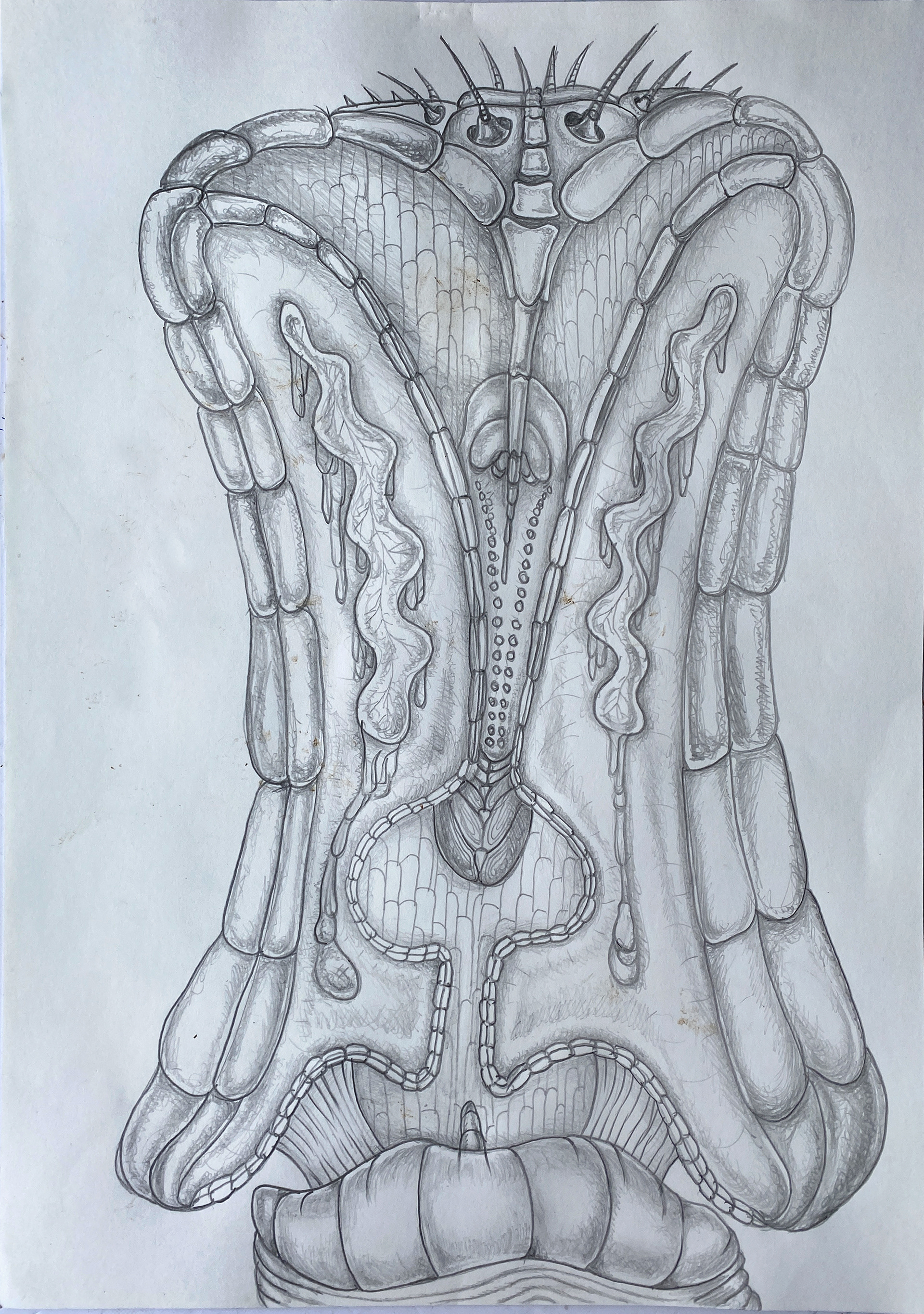  Xenomorph "Peculiar Orchid"