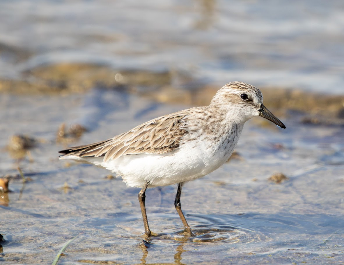 Semipalmated Sandpiper, Bay City, MI 2025
