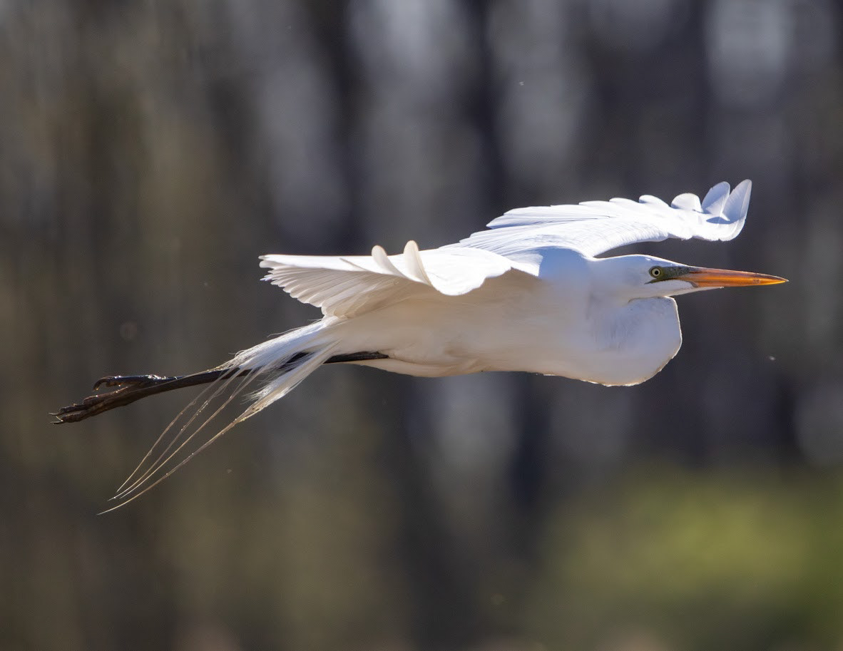 Great Egret, Bay City, MI 2025