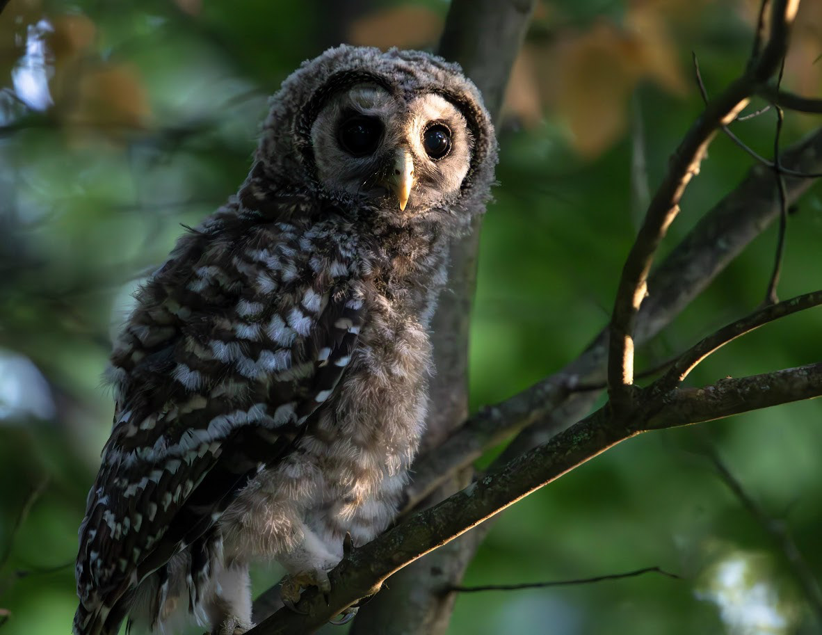 Barred Owl (juvenile), Moorestown, MI 2024