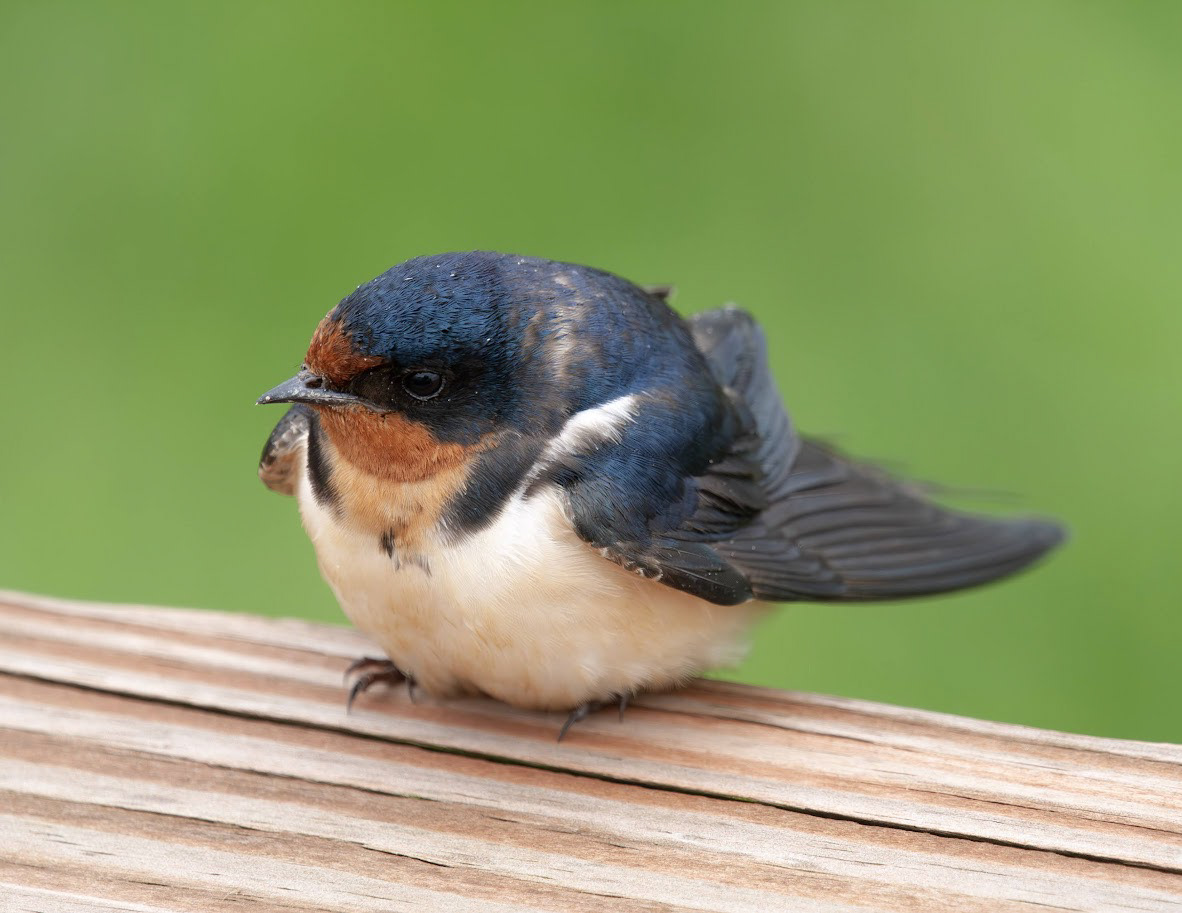 Barn Swallow, Pinconning, MI 2024