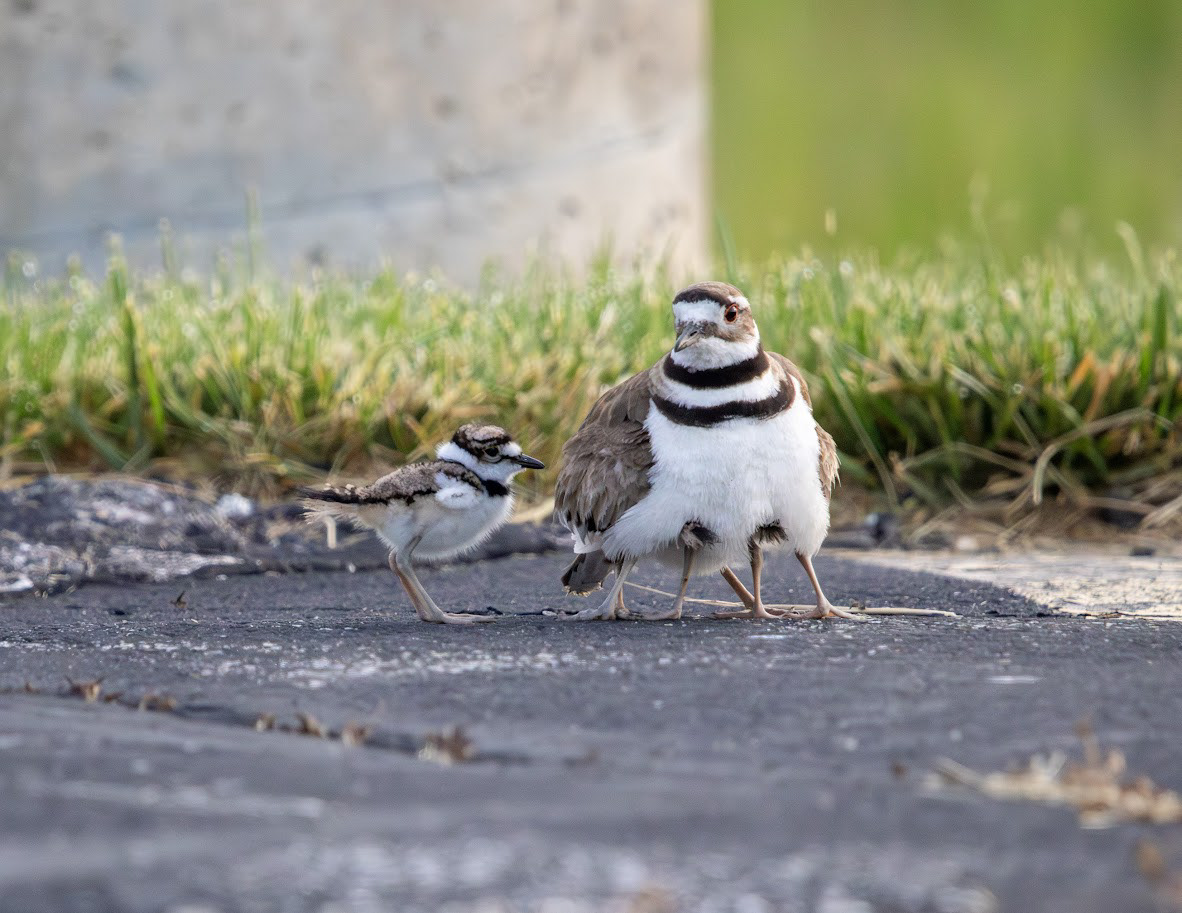 Killdeer (and young), Freeland, MI 2025
