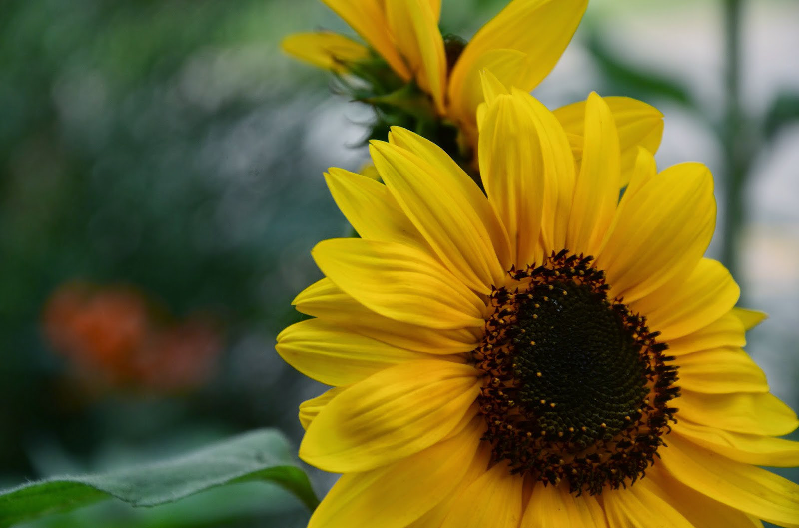 "Petals," 2017, digital photography, 1200x795px.