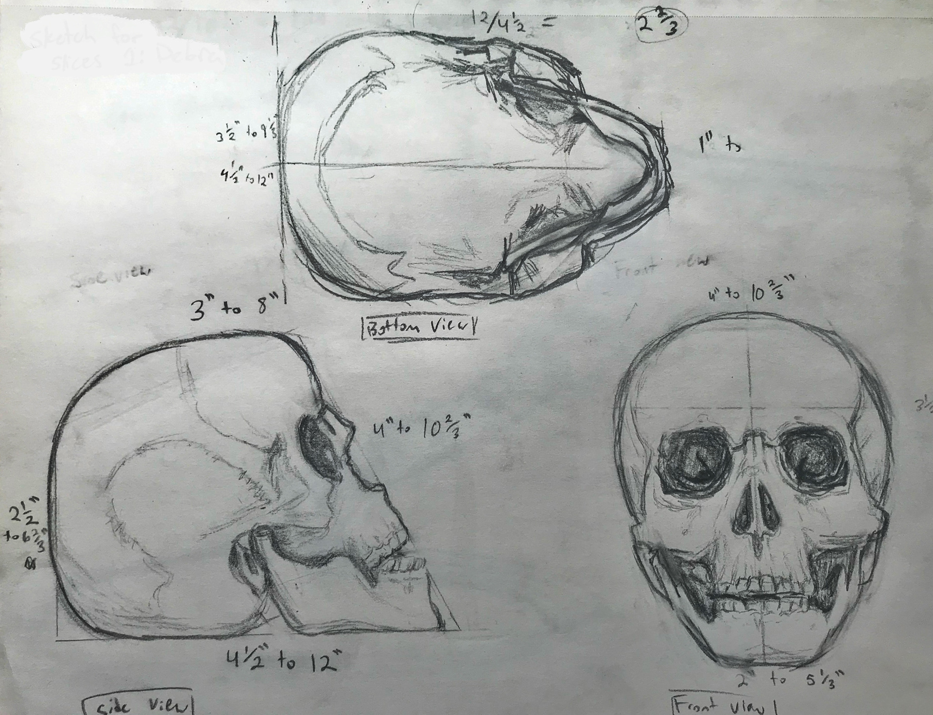 Sketches for skull model.