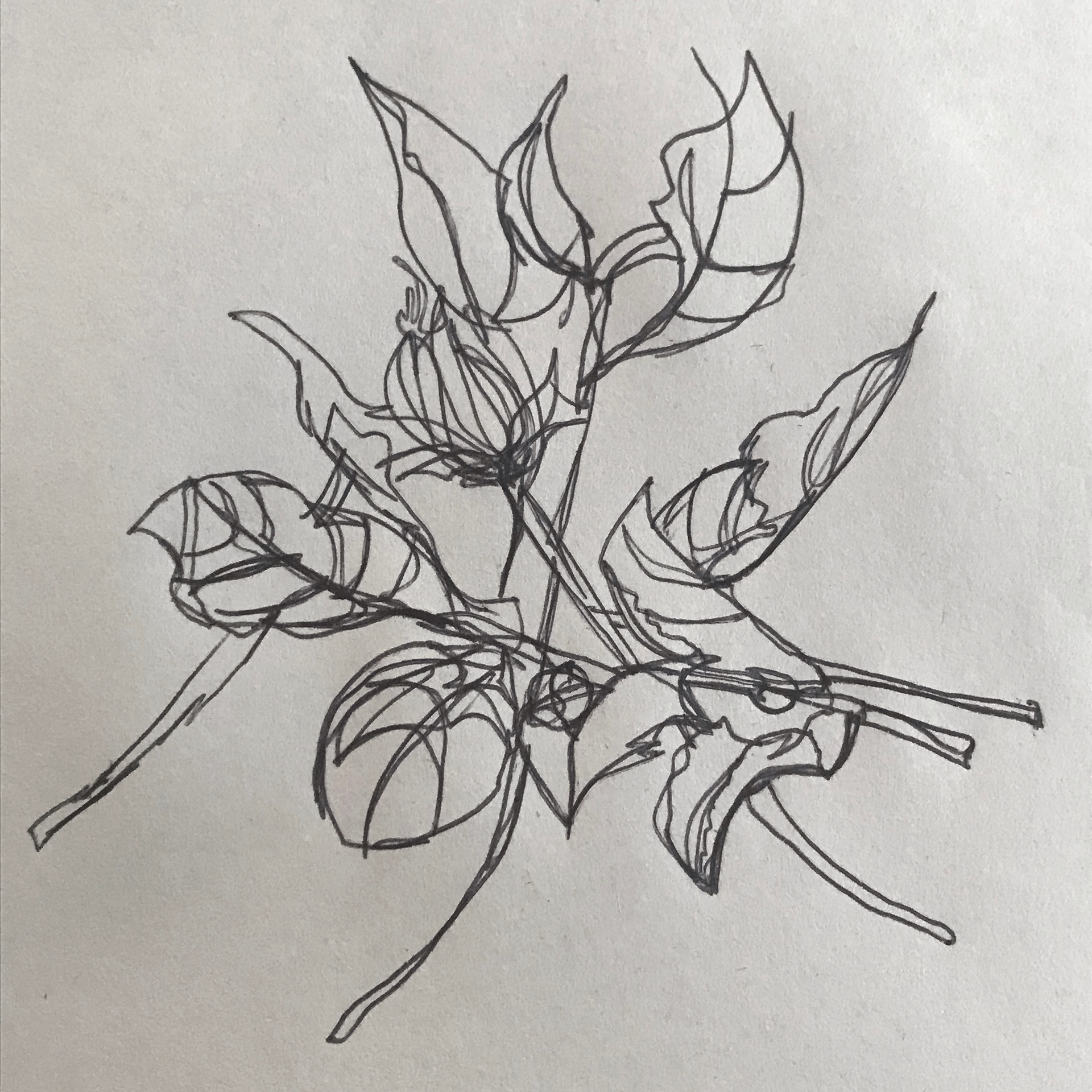 Pen on paper; contour line drawing.