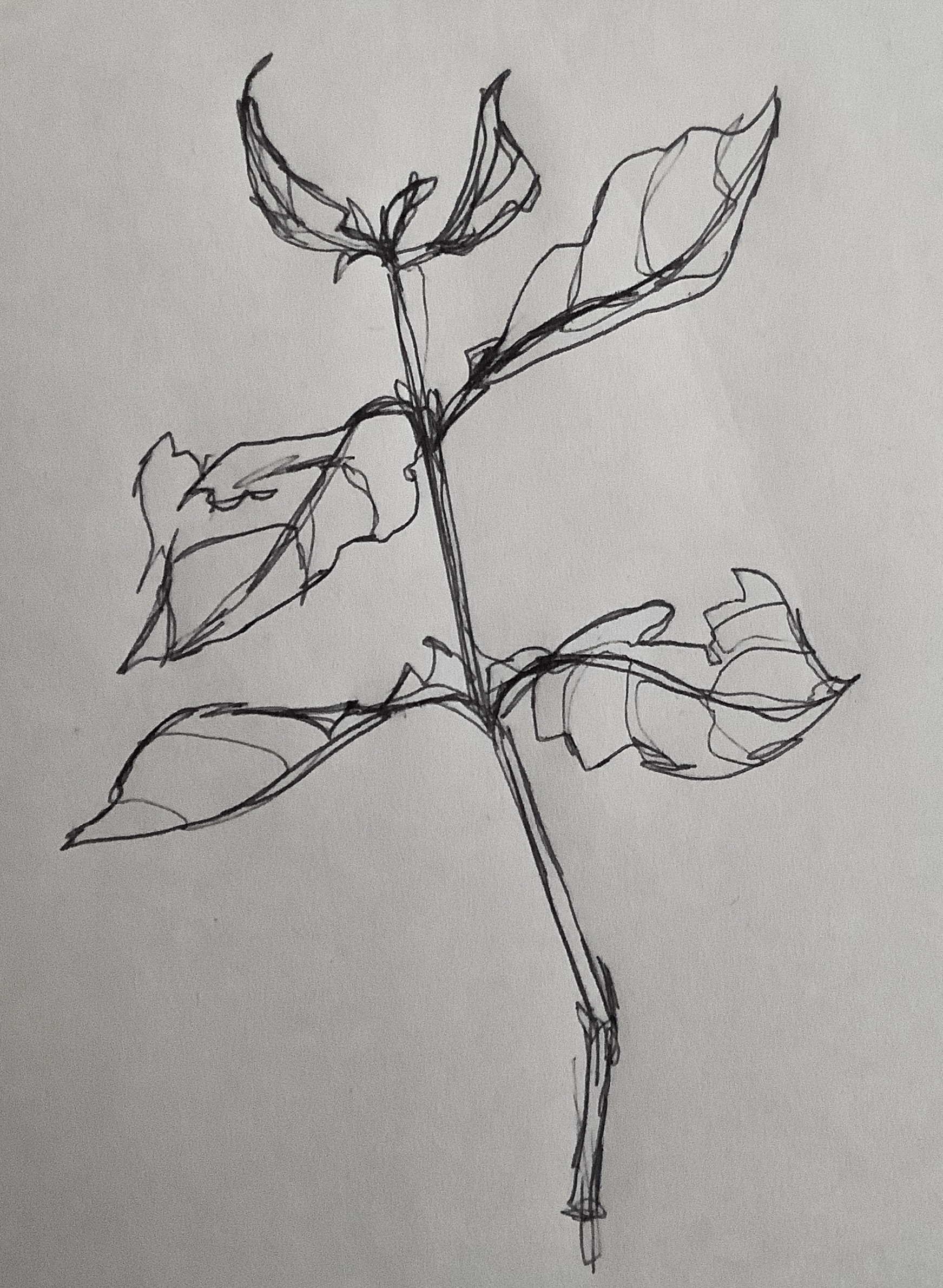 Pen on paper; contour line drawing.