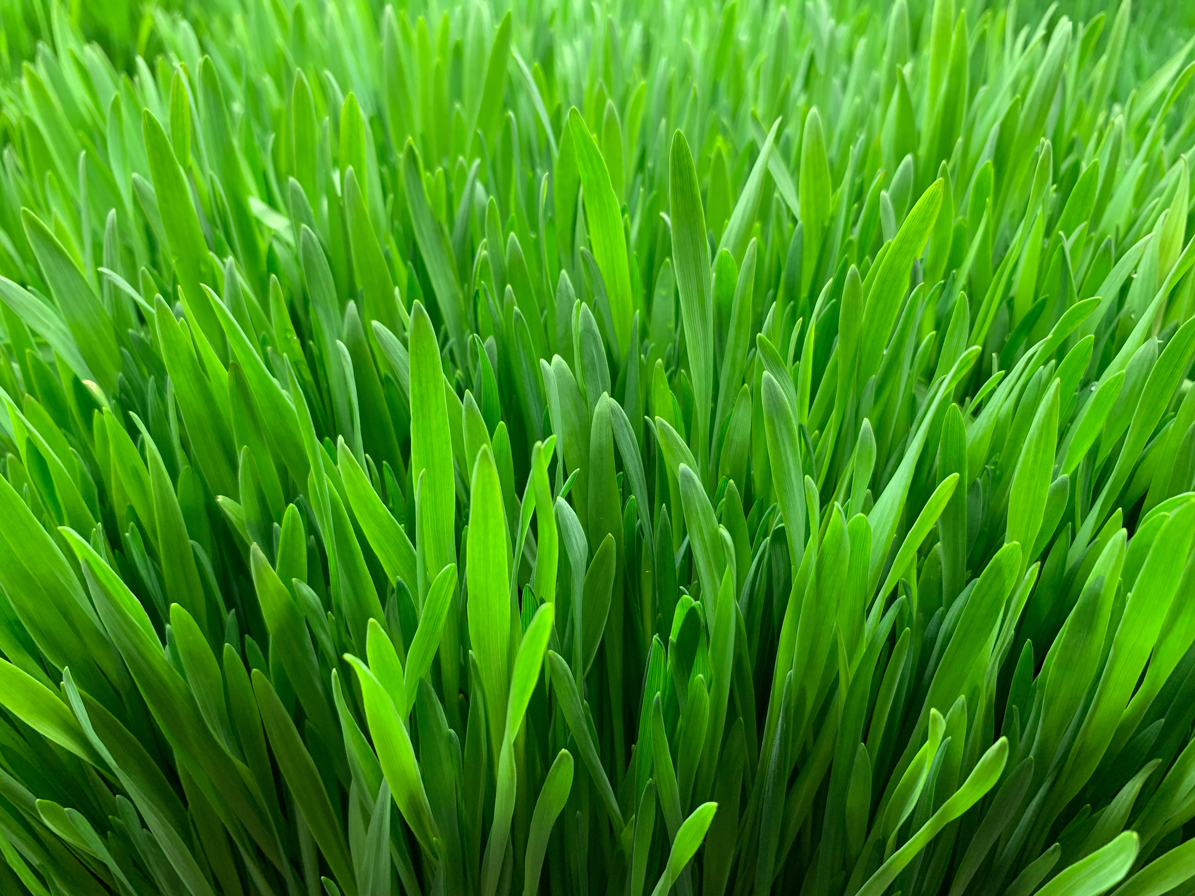 closeup of fodder
