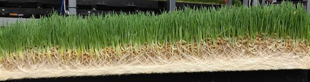 Fodder with root matt