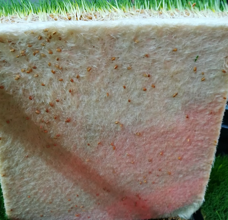 root matt