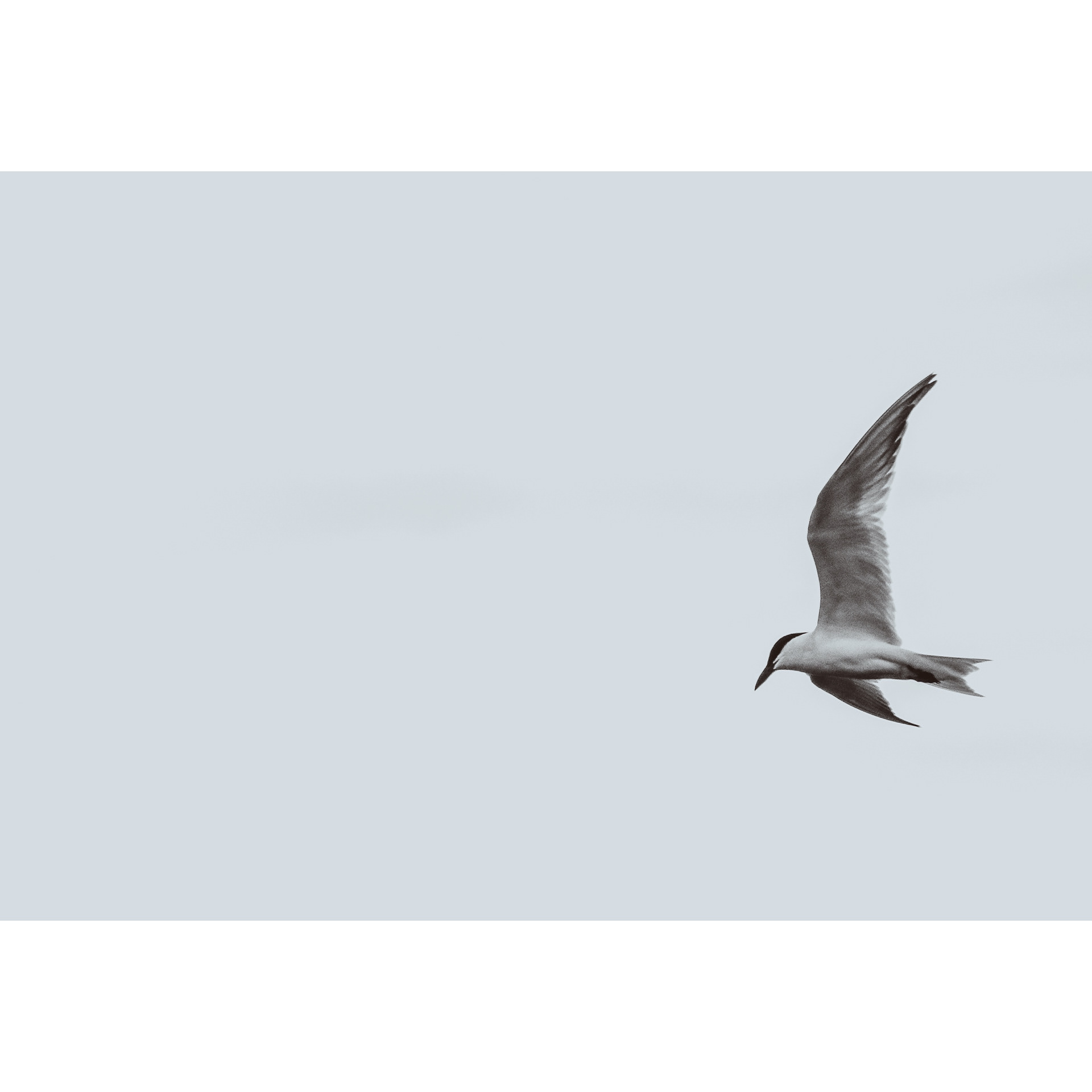 Tern