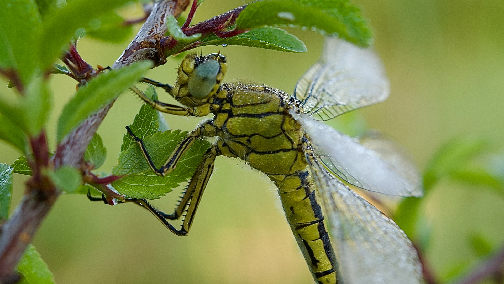 Macro