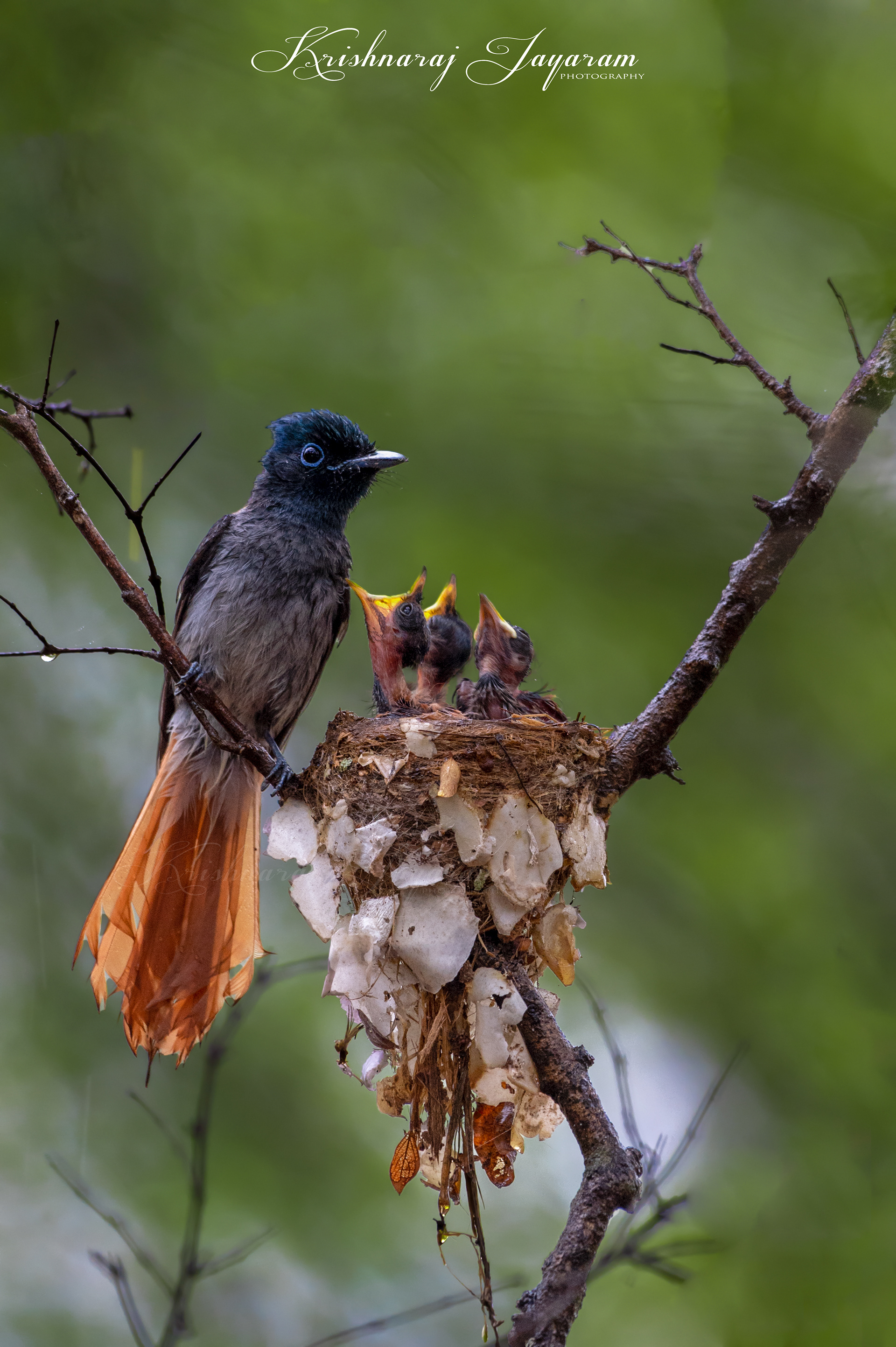 Paradise Fly Catcher with chicks