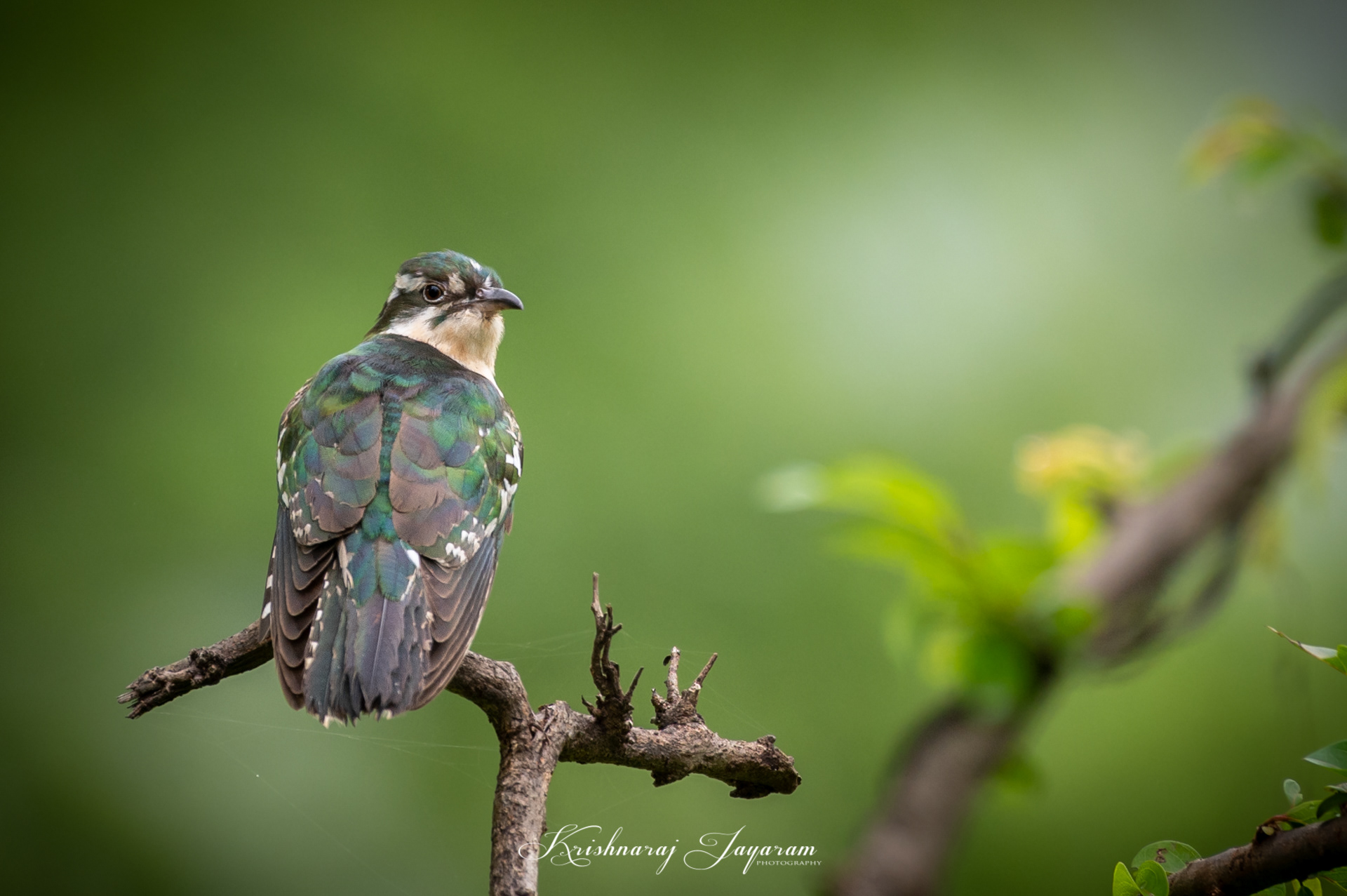 Diederik Cuckoo